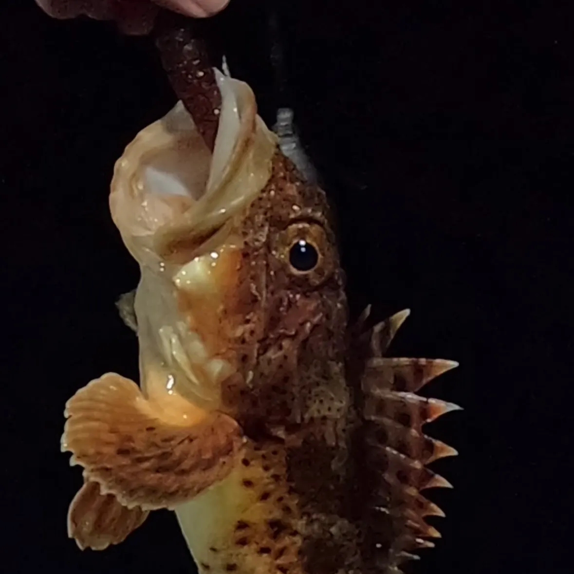 The most recent California scorpionfish catches on Fishbrain