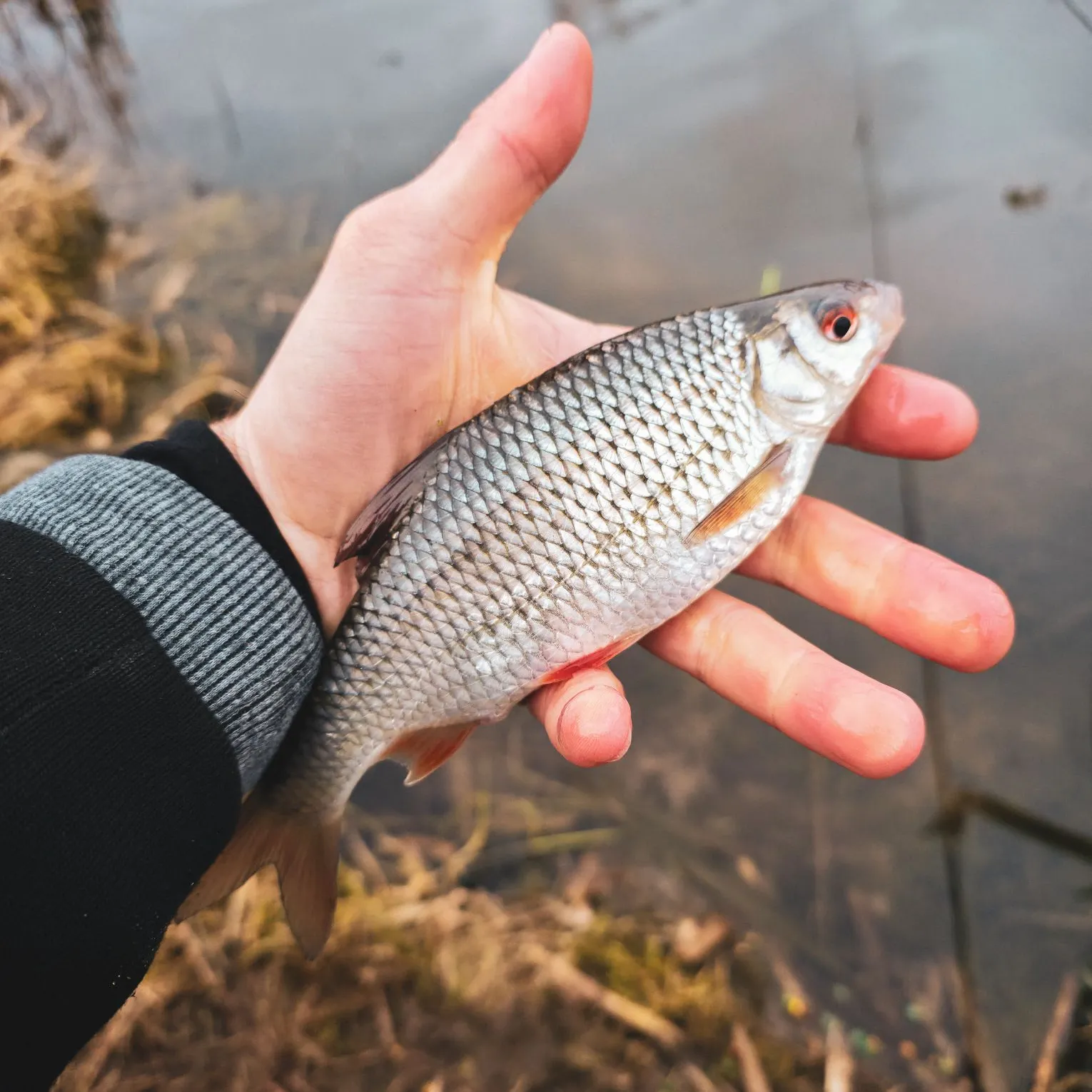 The most recent Common roach catches on Fishbrain