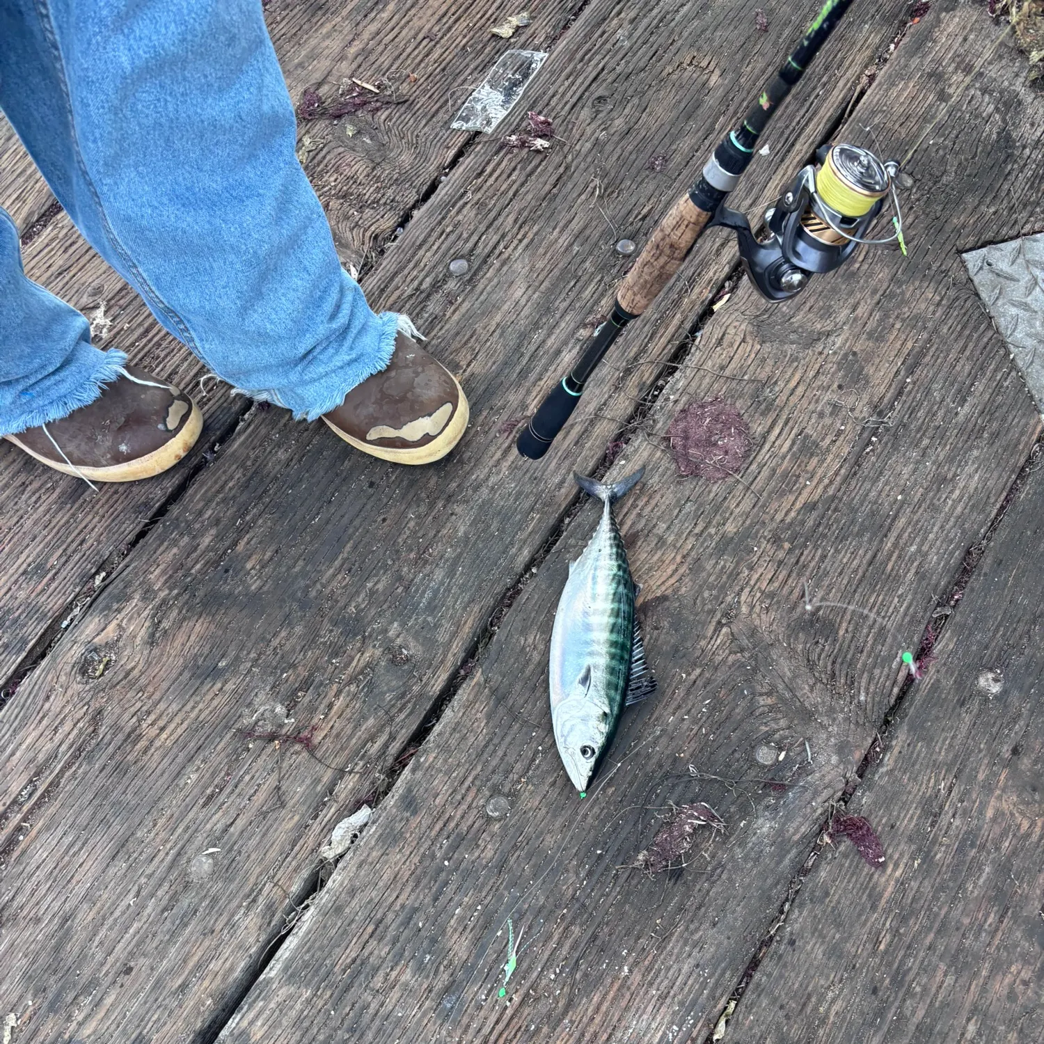 The most recent Pacific bonito catches on Fishbrain