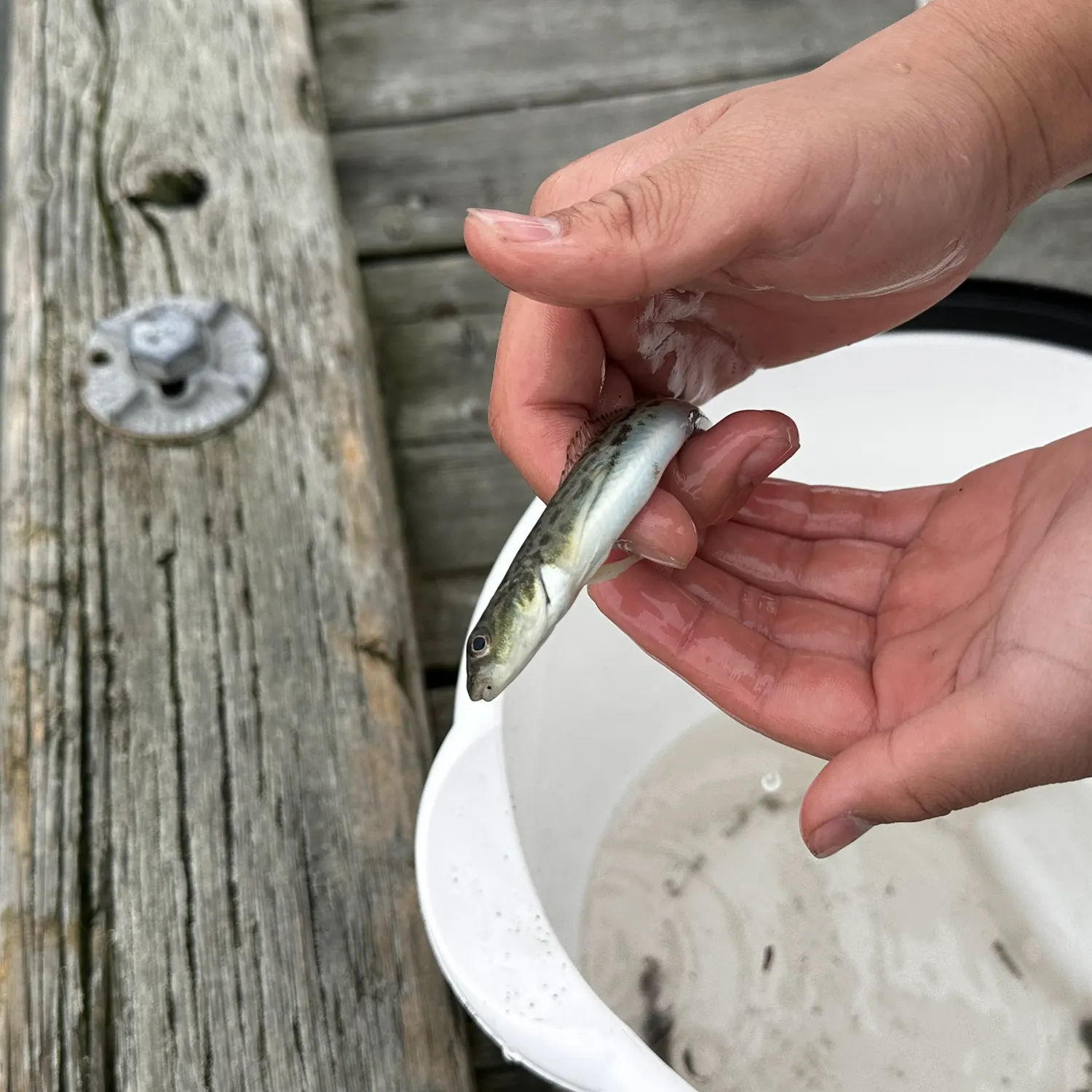 The most recent Crescent gunnel catches on Fishbrain