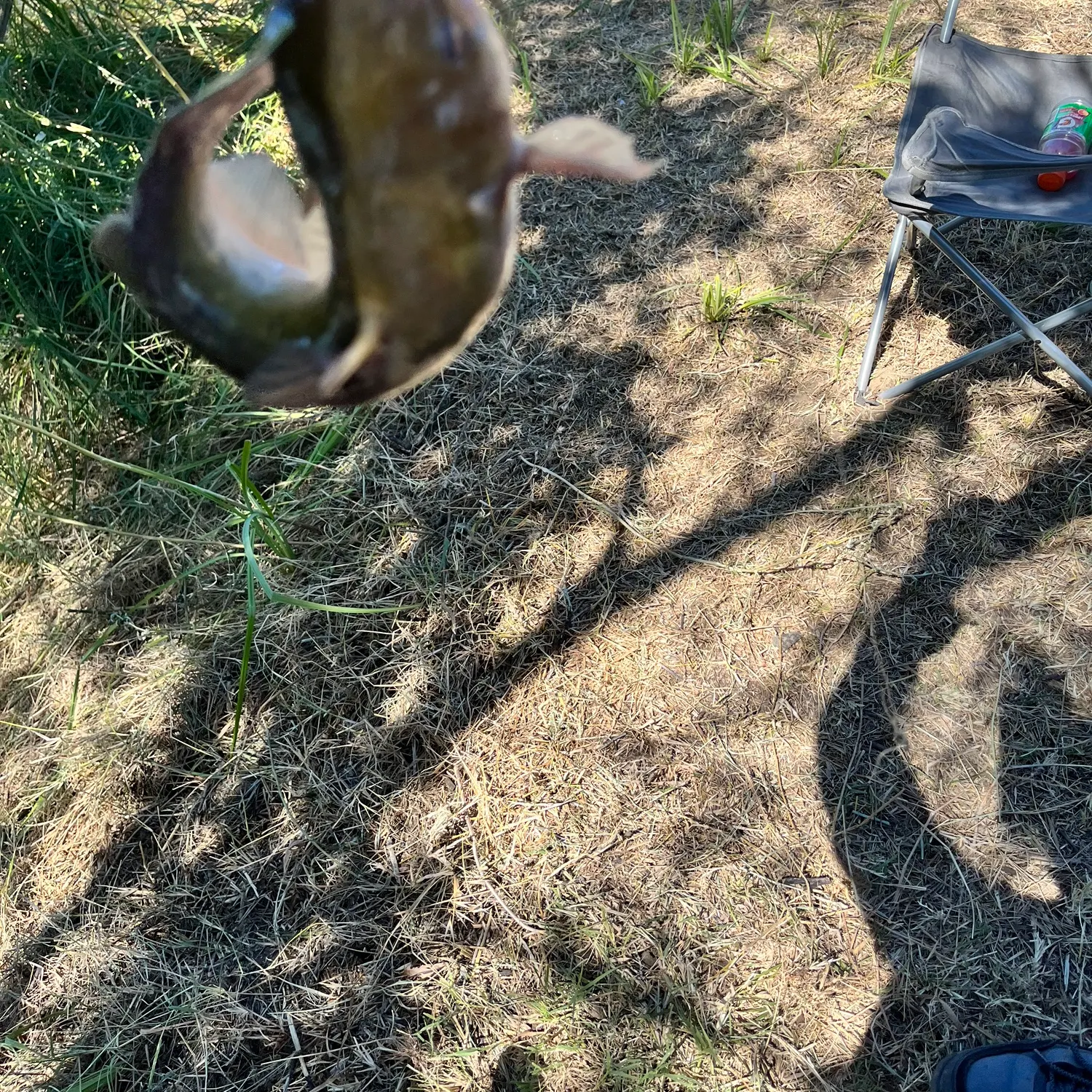 Channel catfish caught on Fishbrain