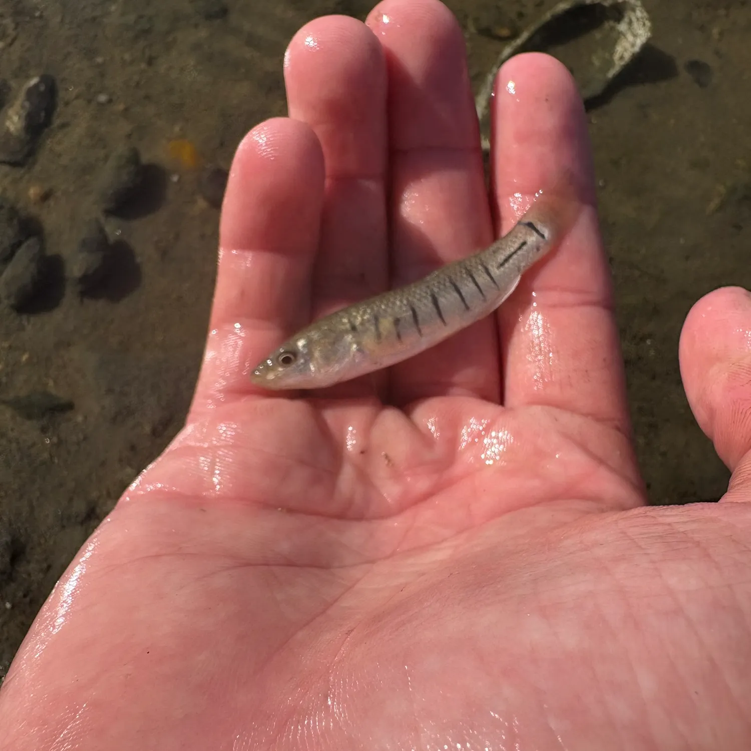 The most recent Striped killifish catches on Fishbrain