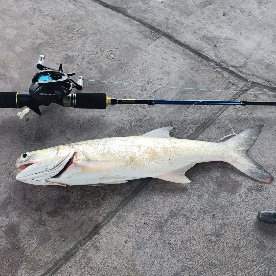 The most recent Fourfinger threadfin catches on Fishbrain