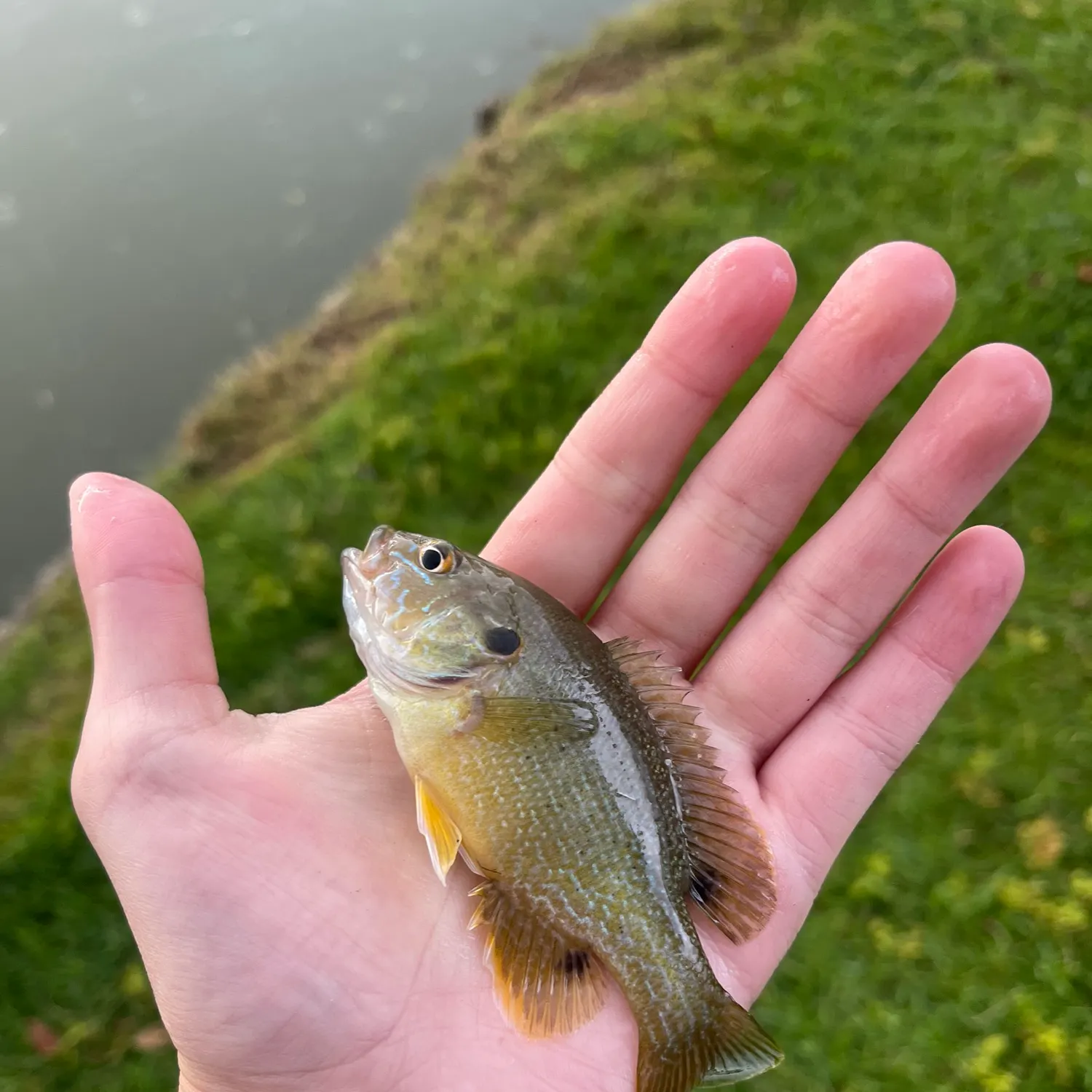 Green sunfish caught on Fishbrain