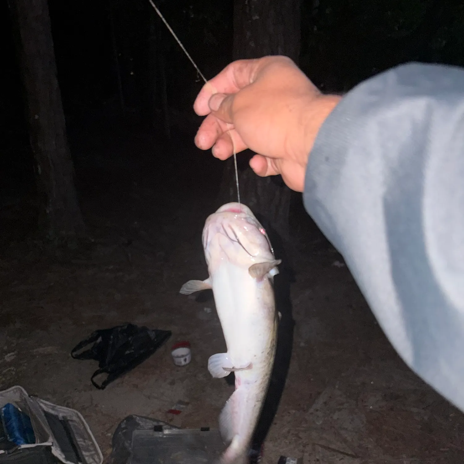 Channel catfish caught on Fishbrain