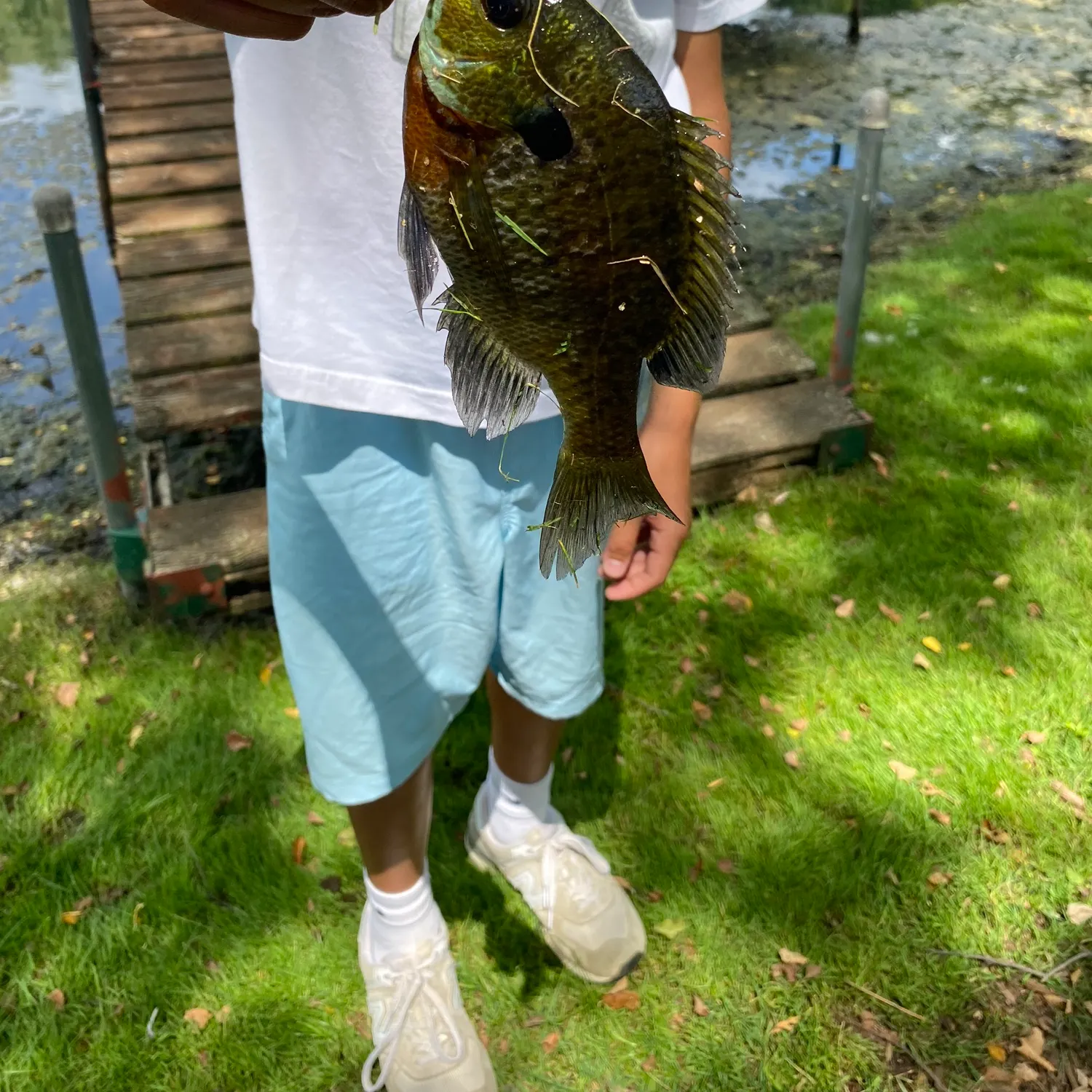 Bluegill caught on Fishbrain