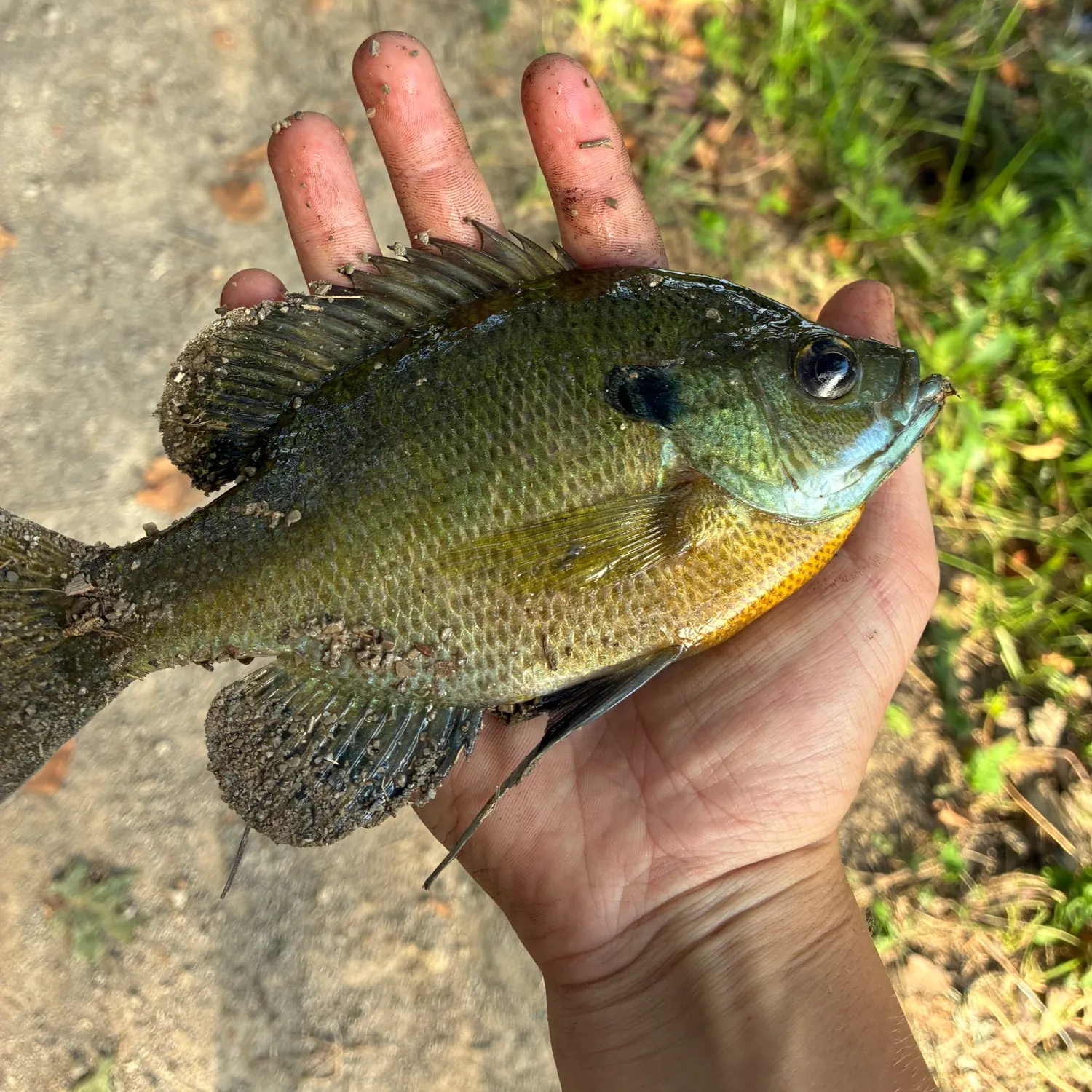 Bluegill caught on Fishbrain