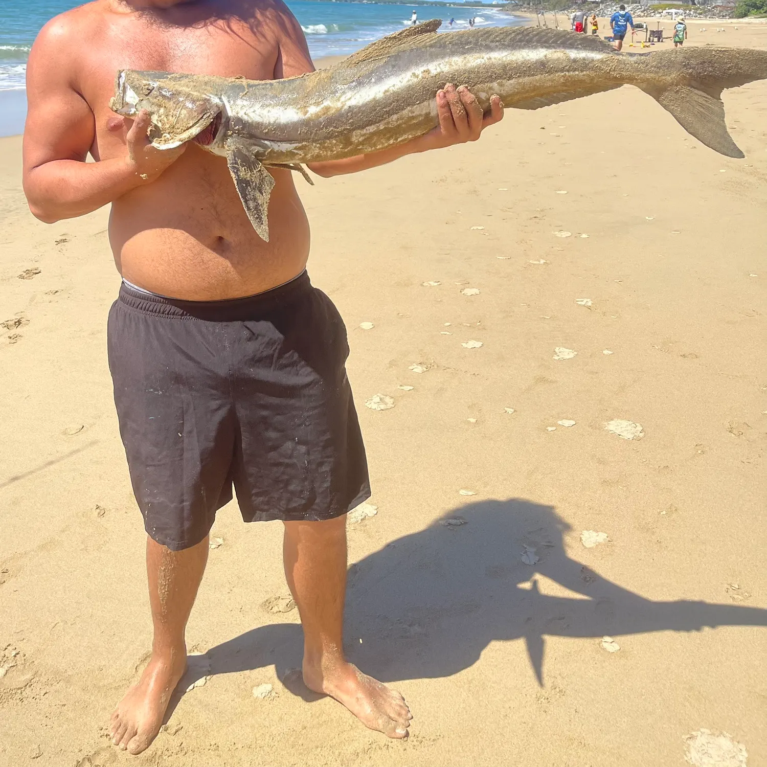 The most recent Cobia catches on Fishbrain