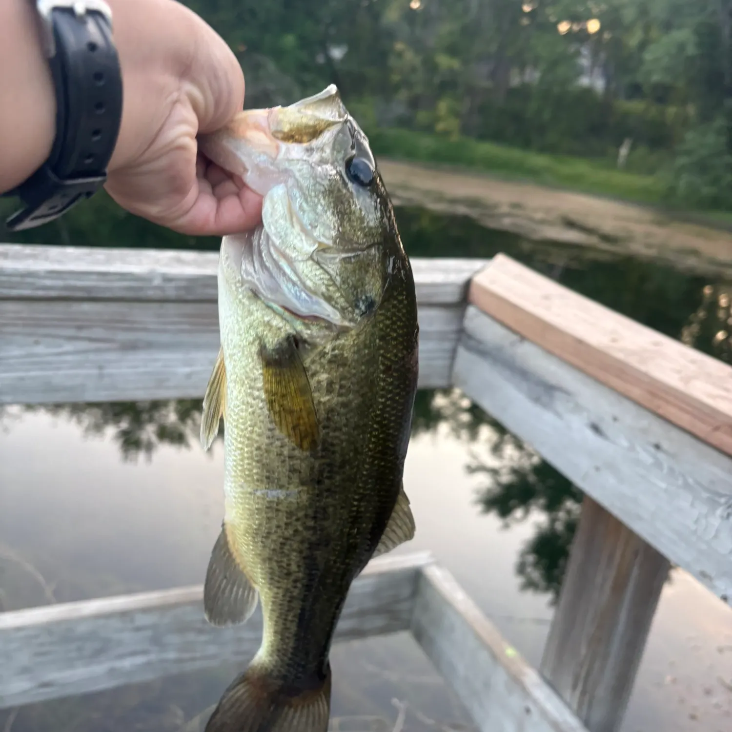 Largemouth bass caught on Fishbrain