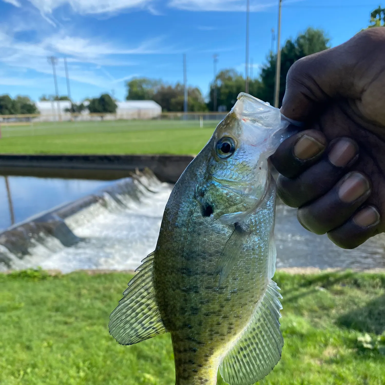 White crappie caught on Fishbrain