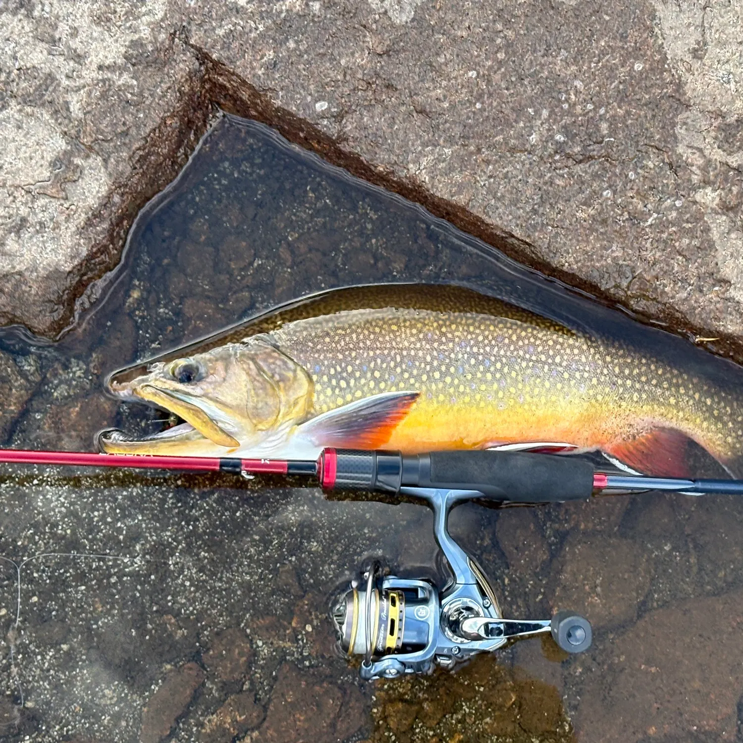 Brook trout caught on Fishbrain