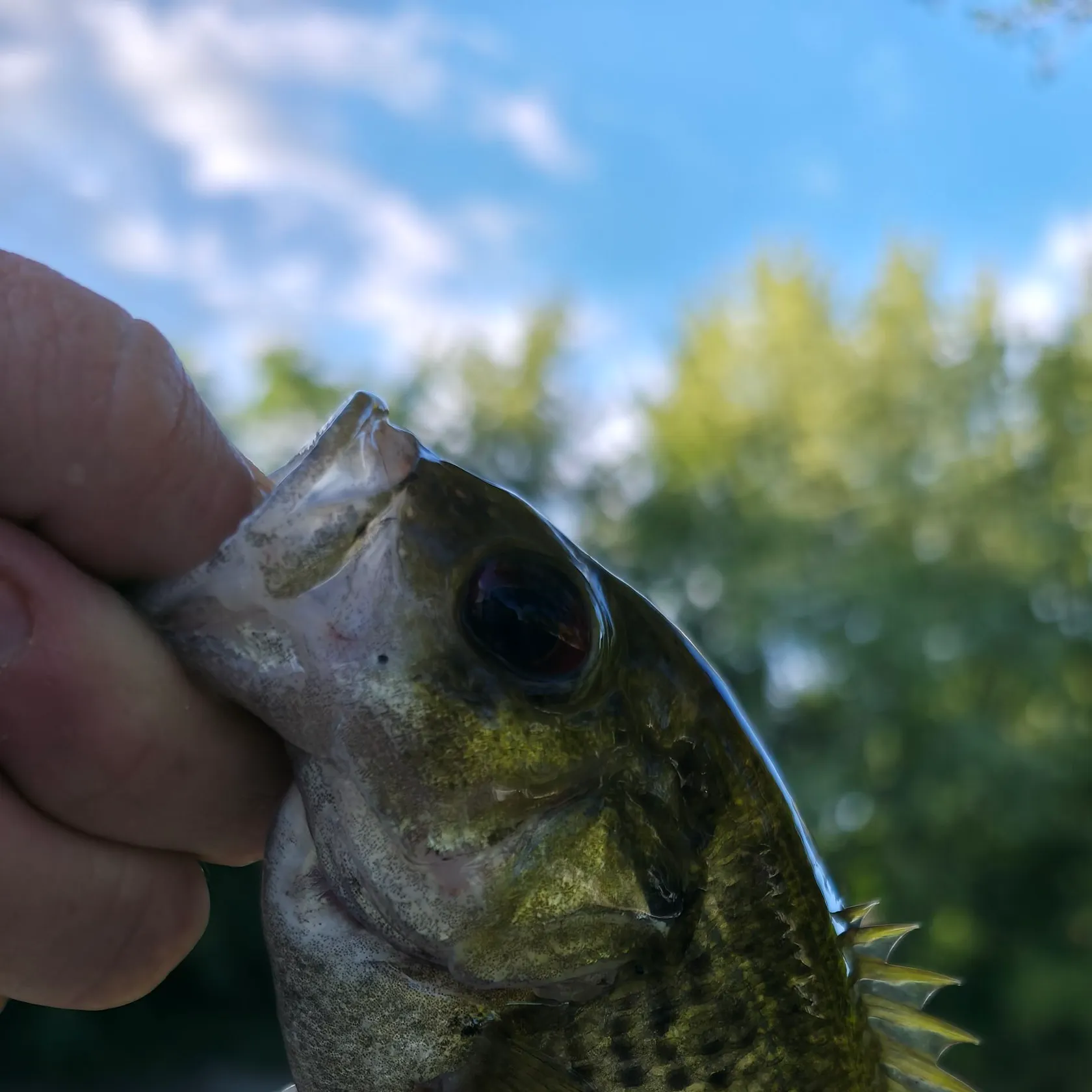 Rock bass caught on Fishbrain