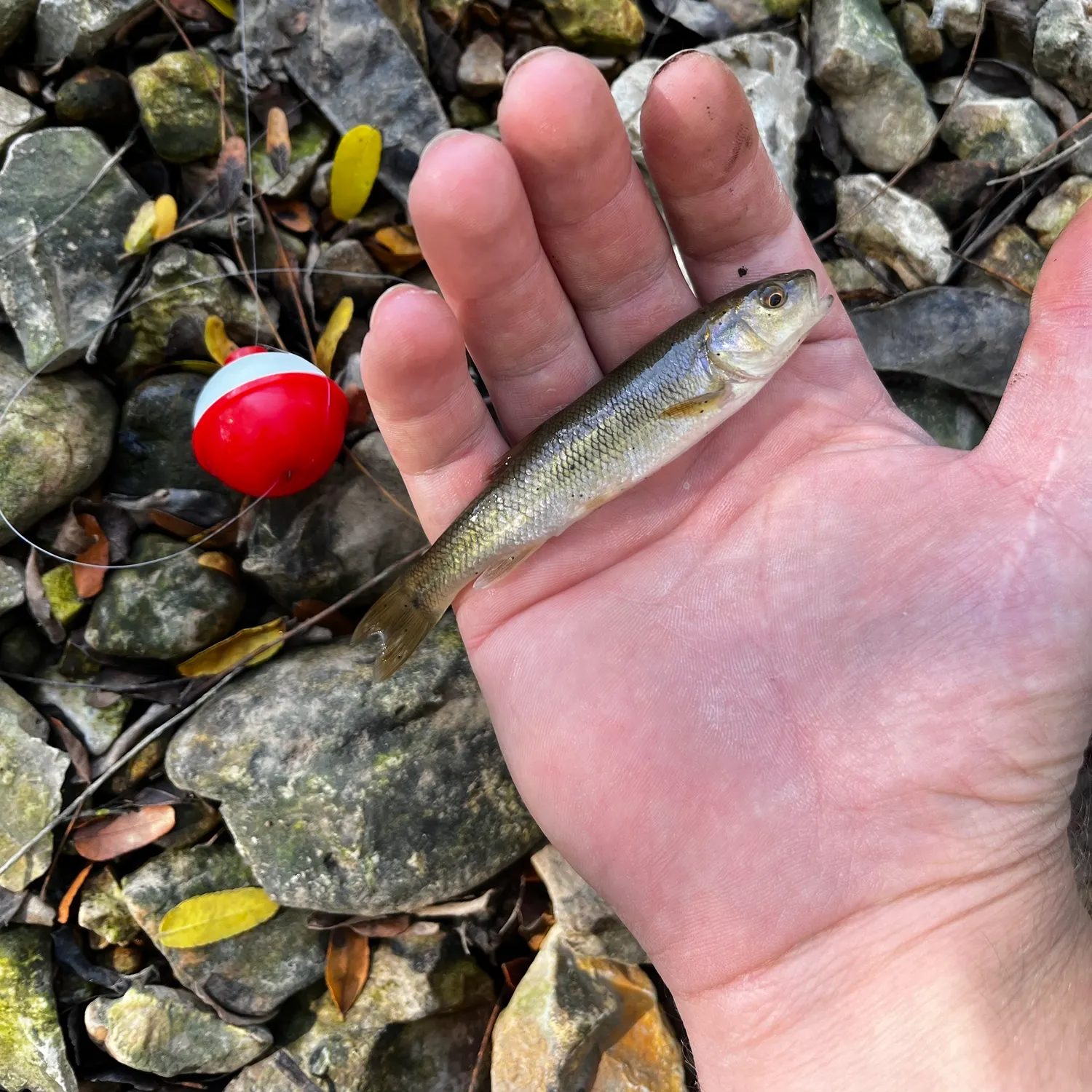 Creek chub caught on Fishbrain