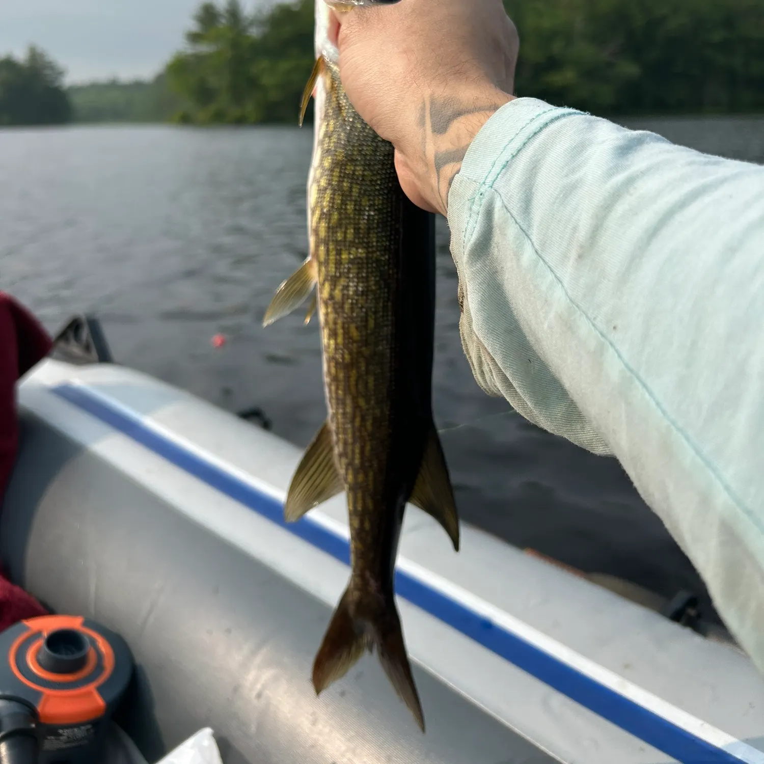 recently logged catches