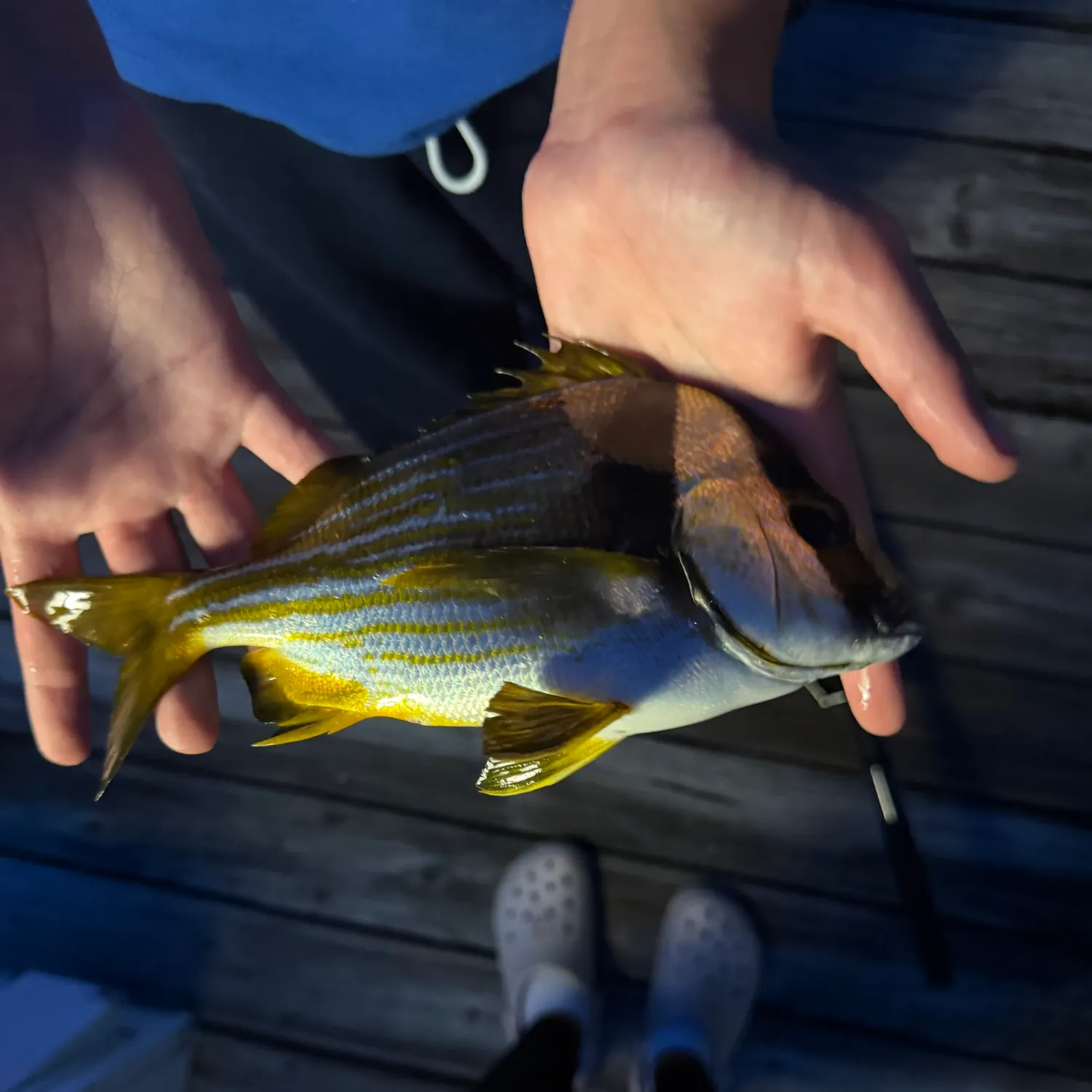 The most recent Atlantic porkfish catches on Fishbrain