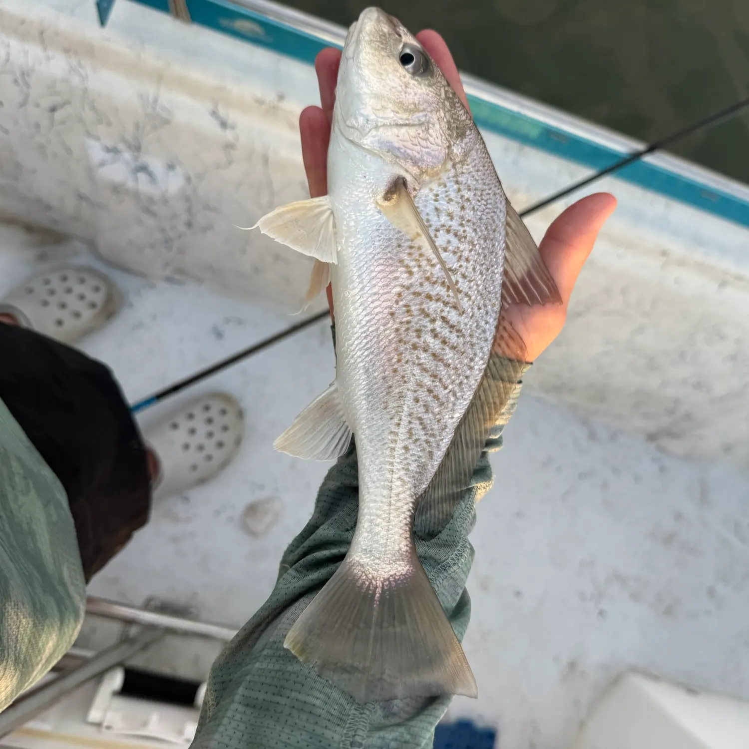 Atlantic croaker caught on Fishbrain