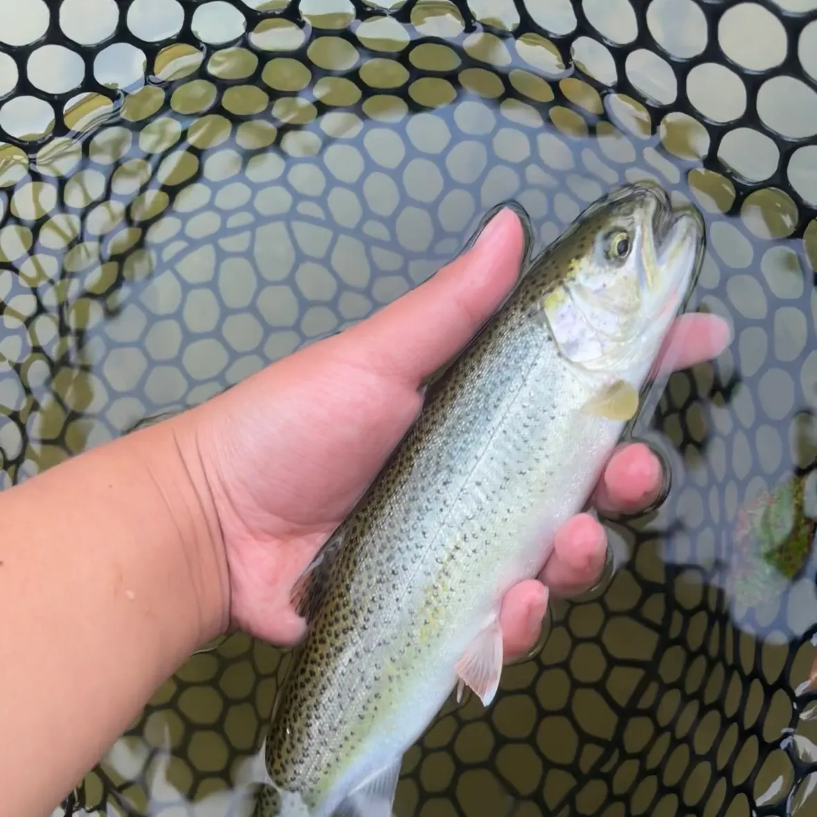 Coastal cutthroat trout caught on Fishbrain