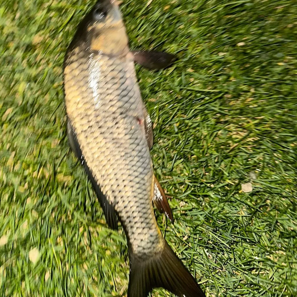 Common carp caught on Fishbrain