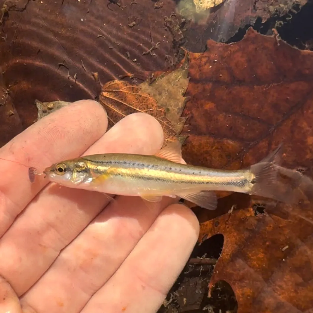 Southern redbelly dace caught on Fishbrain