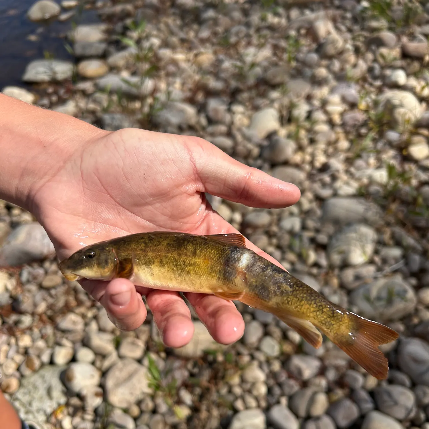 The most recent Bluehead sucker catches on Fishbrain