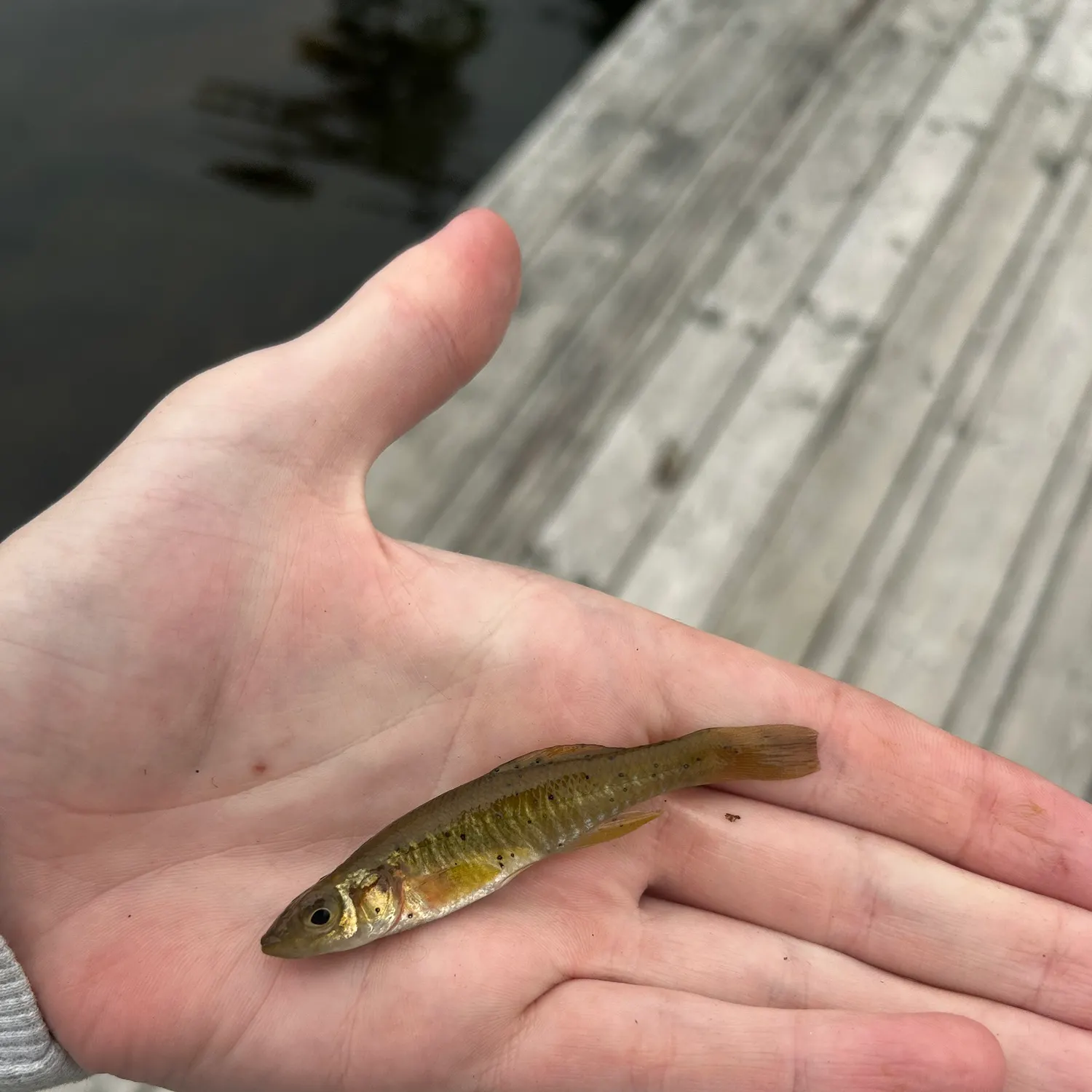 Common logperch caught on Fishbrain