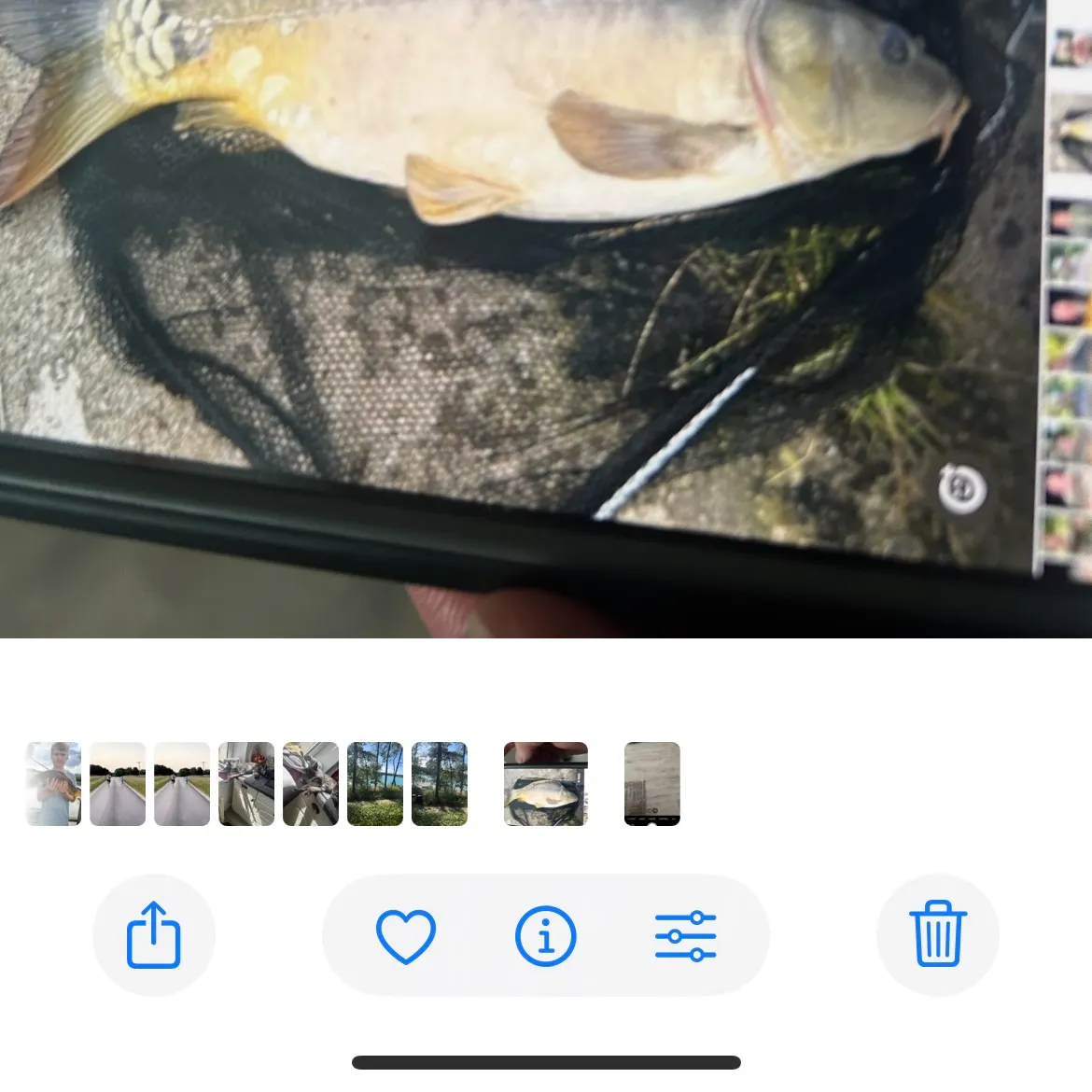 recently logged catches