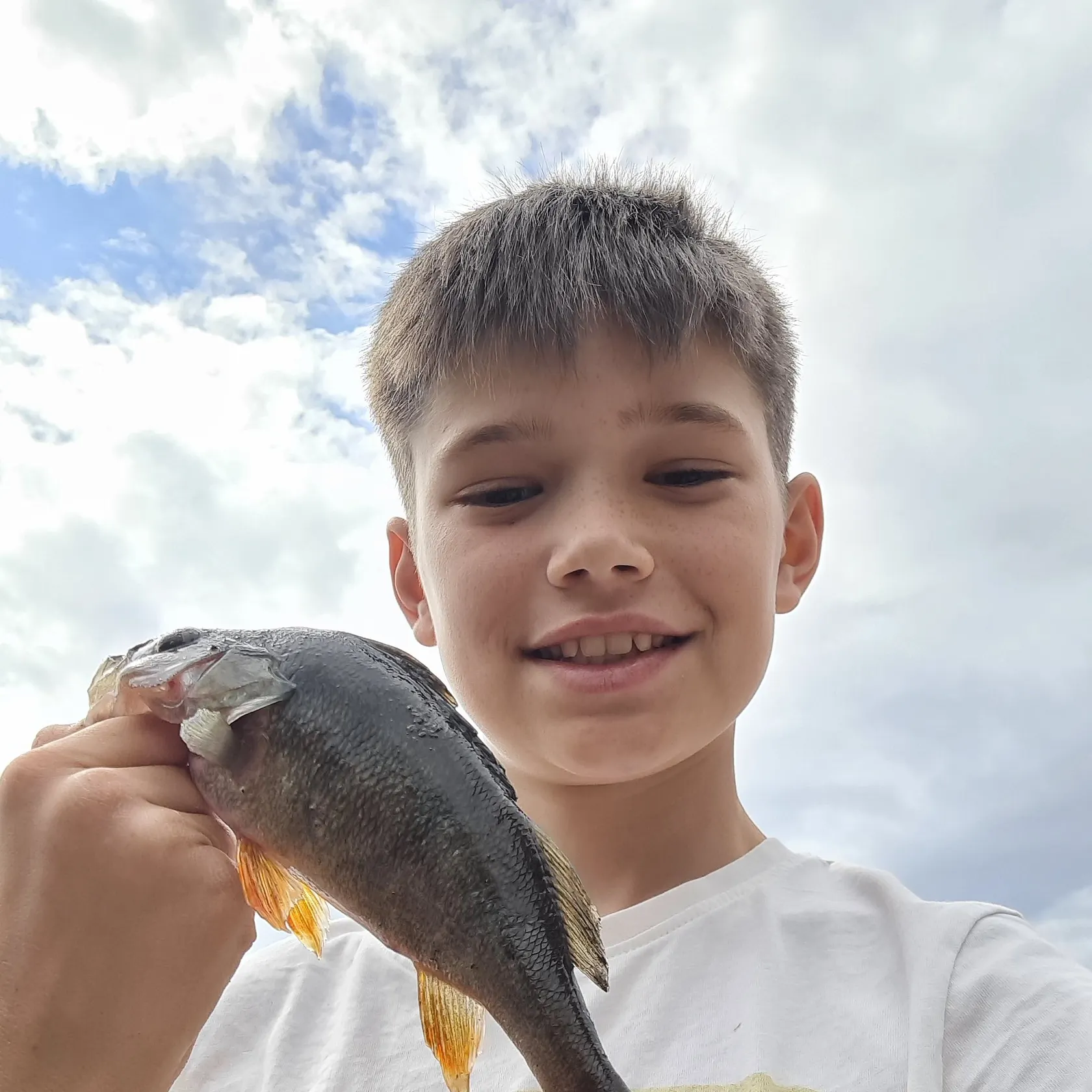 European perch caught on Fishbrain