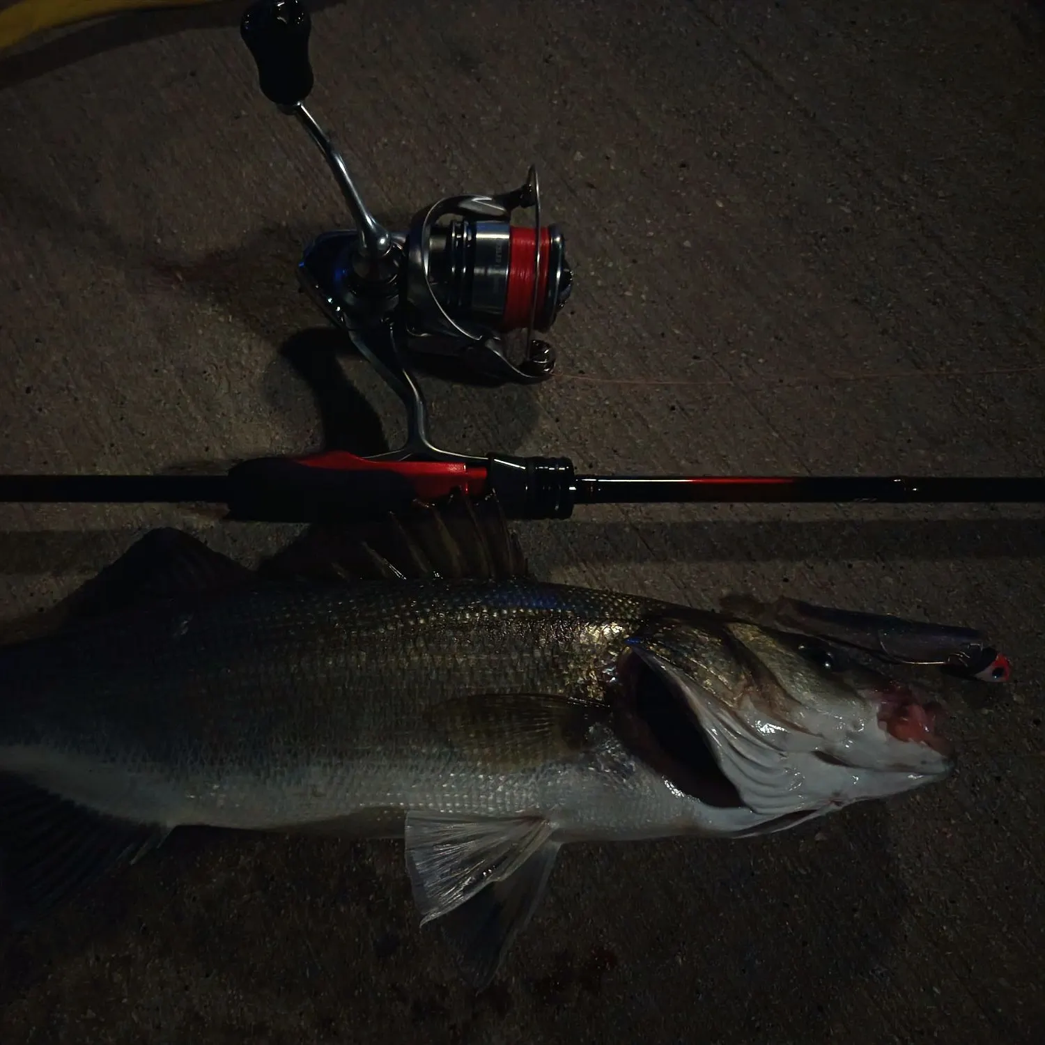 The most recent European seabass catches on Fishbrain