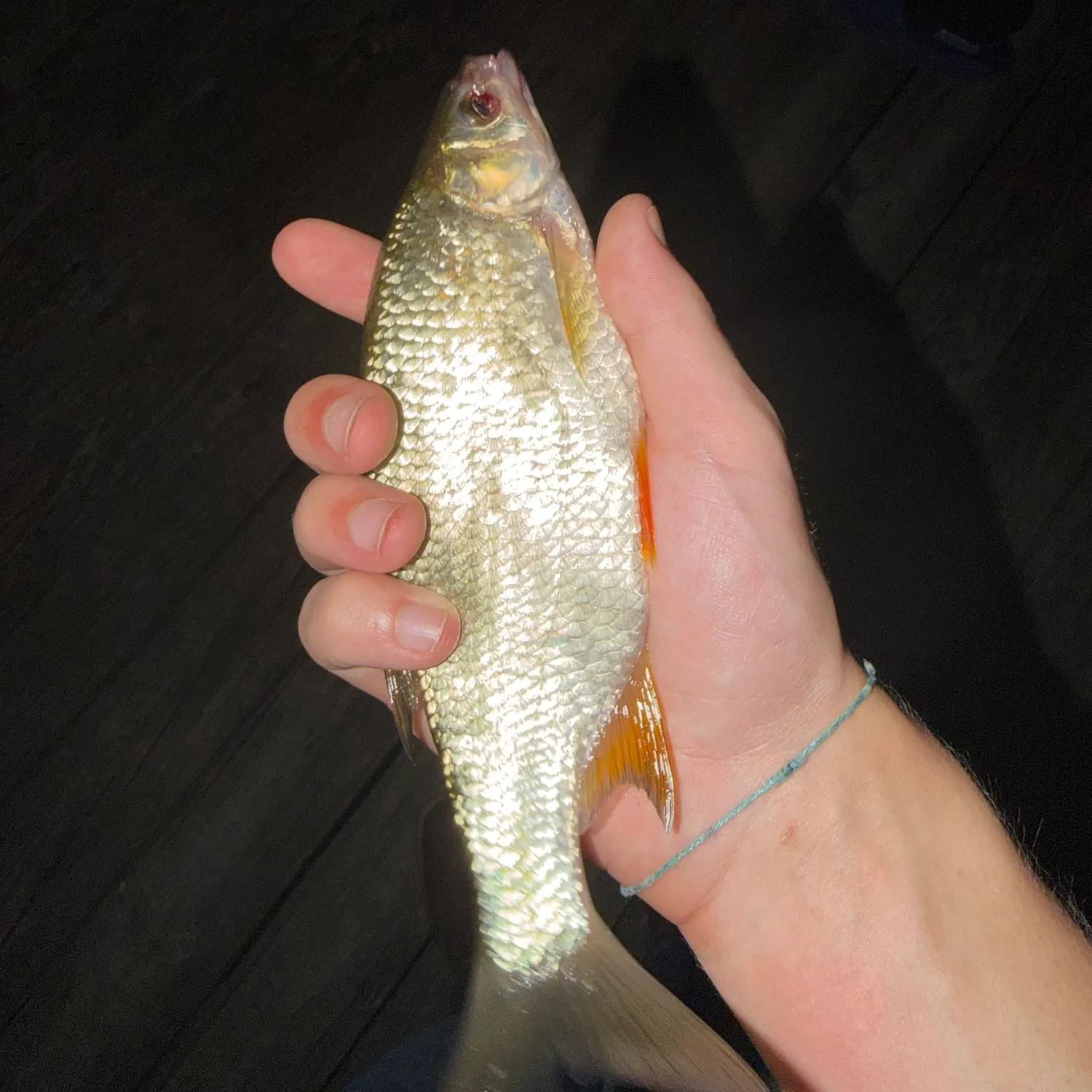 The most recent Golden shiner catches on Fishbrain