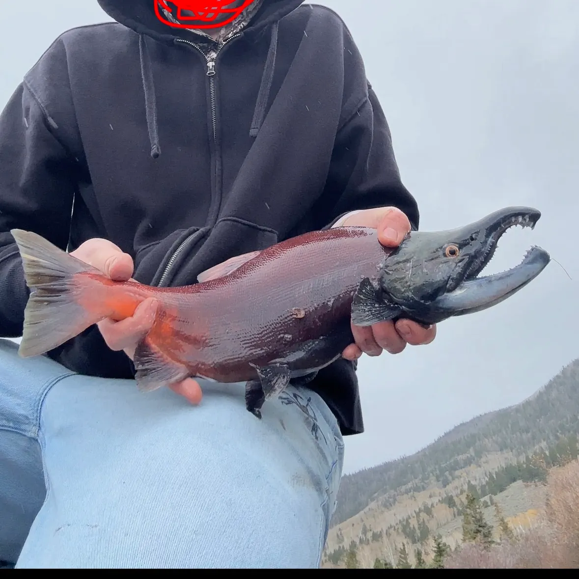 Kokanee salmon caught on Fishbrain