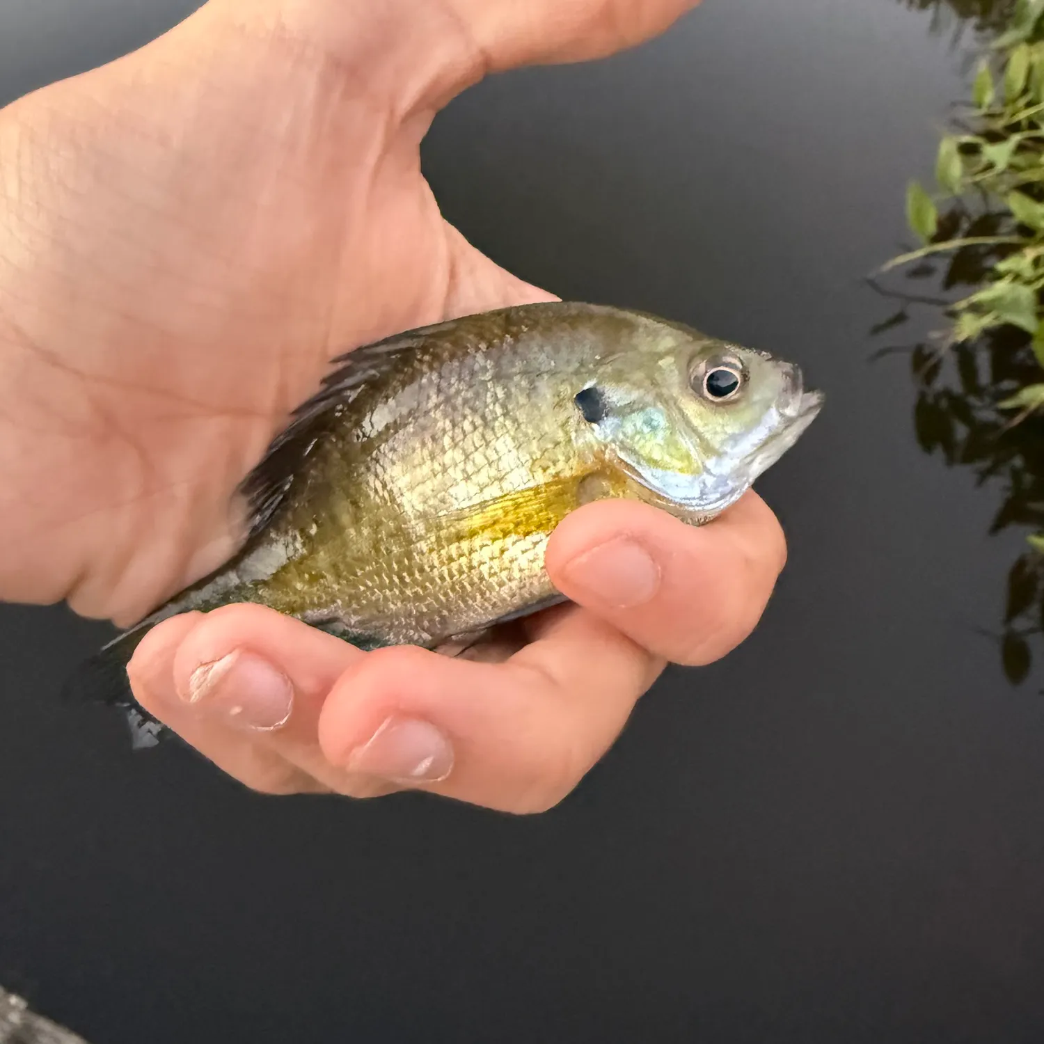 Bluegill caught on Fishbrain
