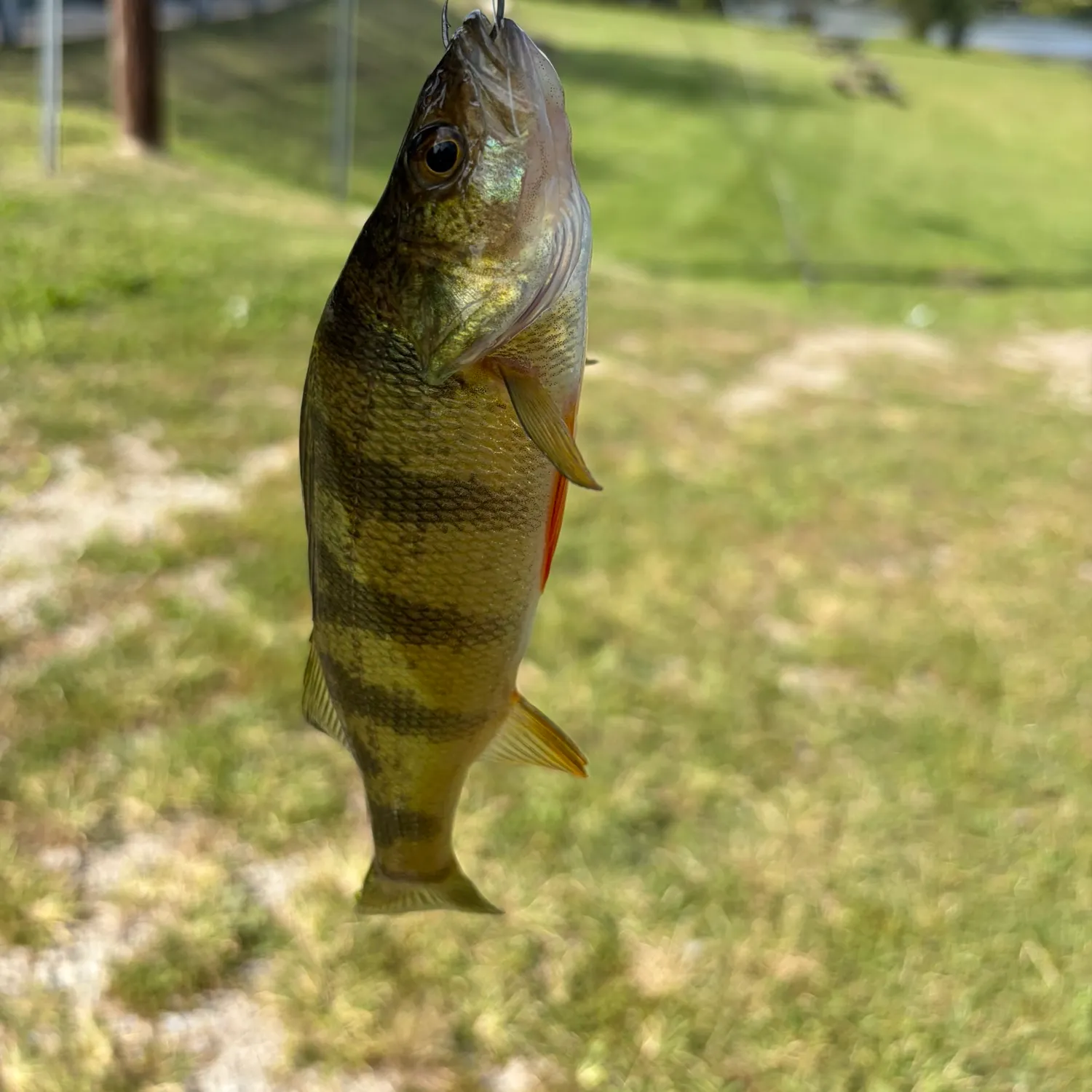 Yellow perch caught on Fishbrain