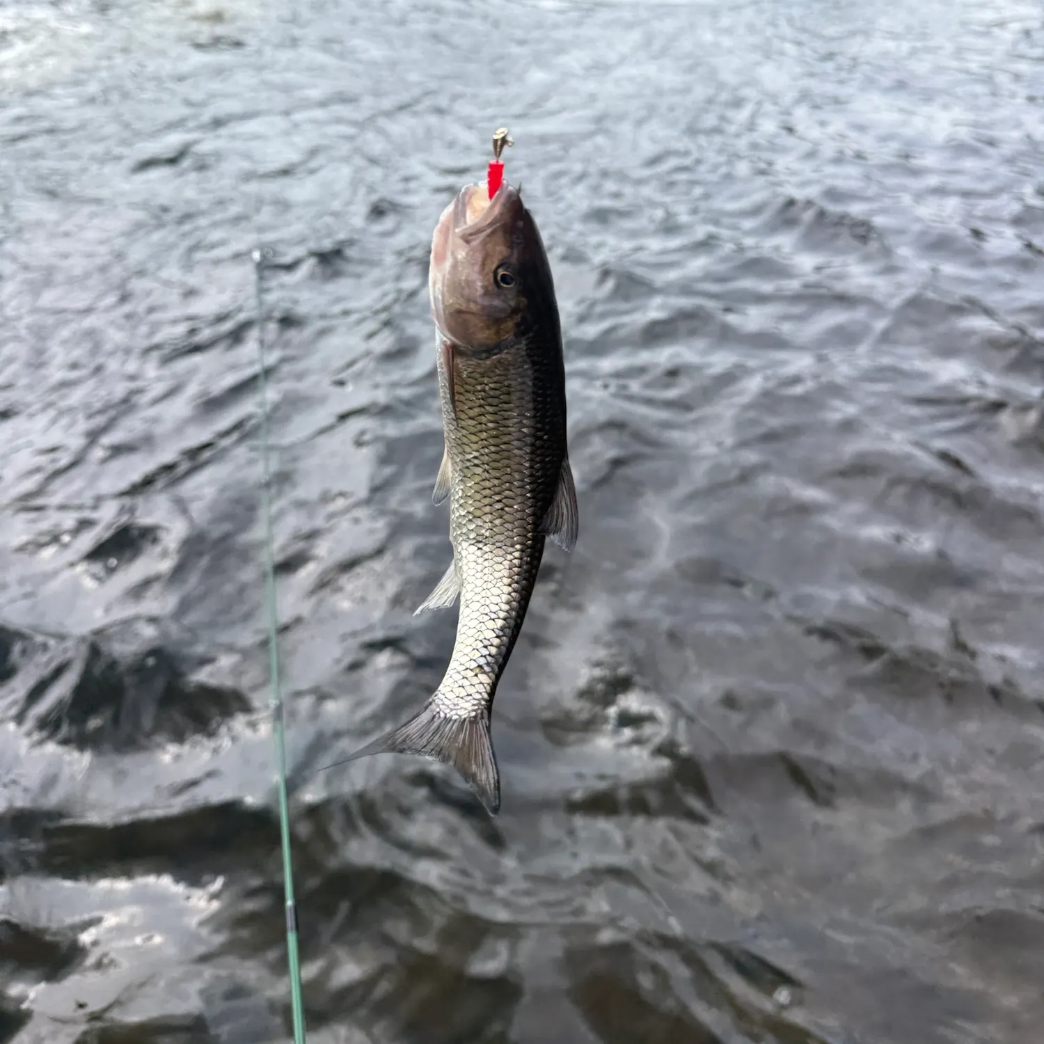 Fallfish caught on Fishbrain