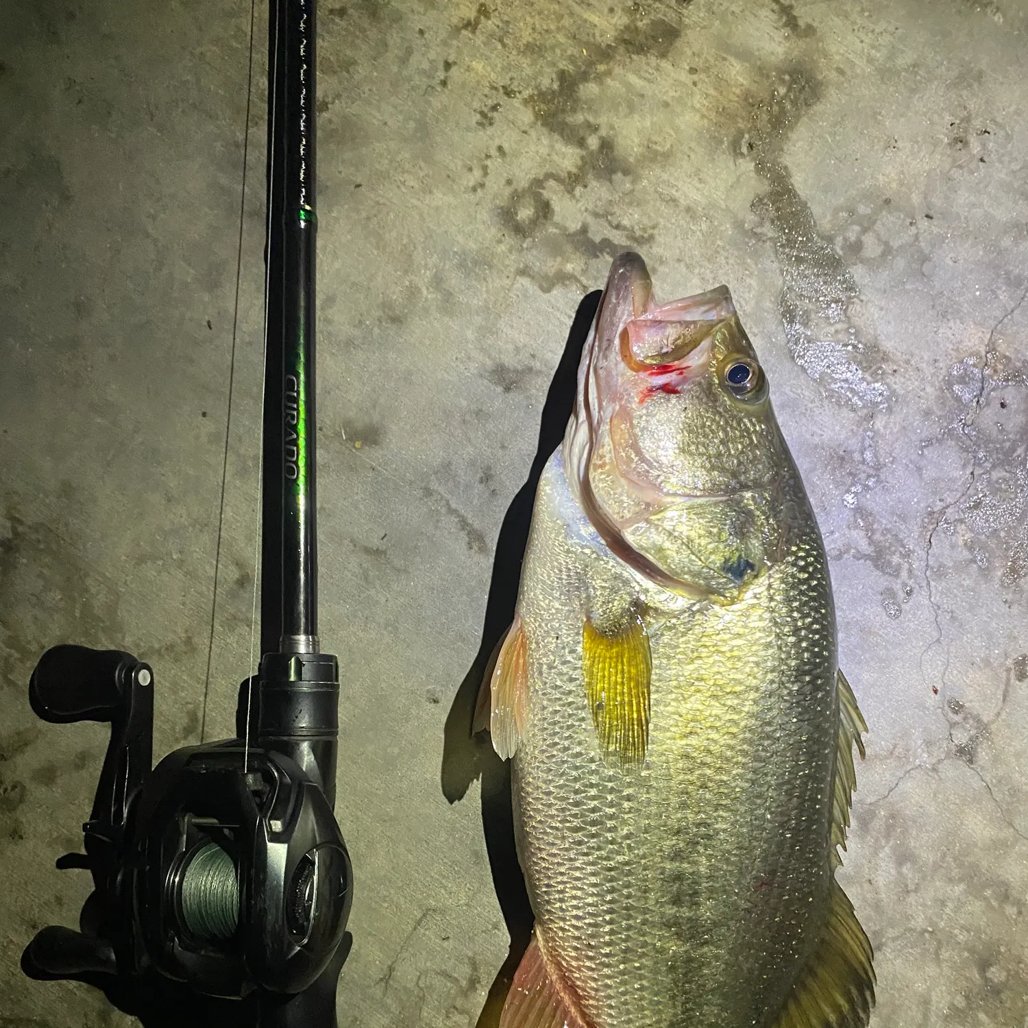 Largemouth bass caught on Fishbrain