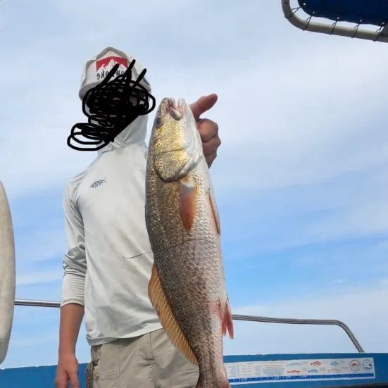 Red drum caught on Fishbrain