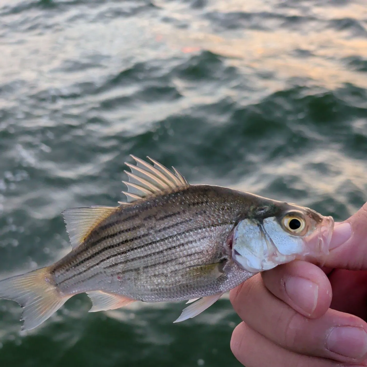 White bass caught on Fishbrain