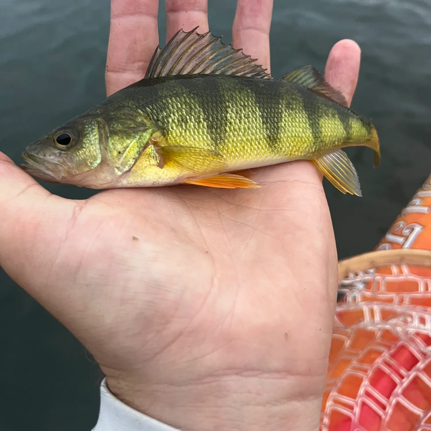 Yellow perch caught on Fishbrain