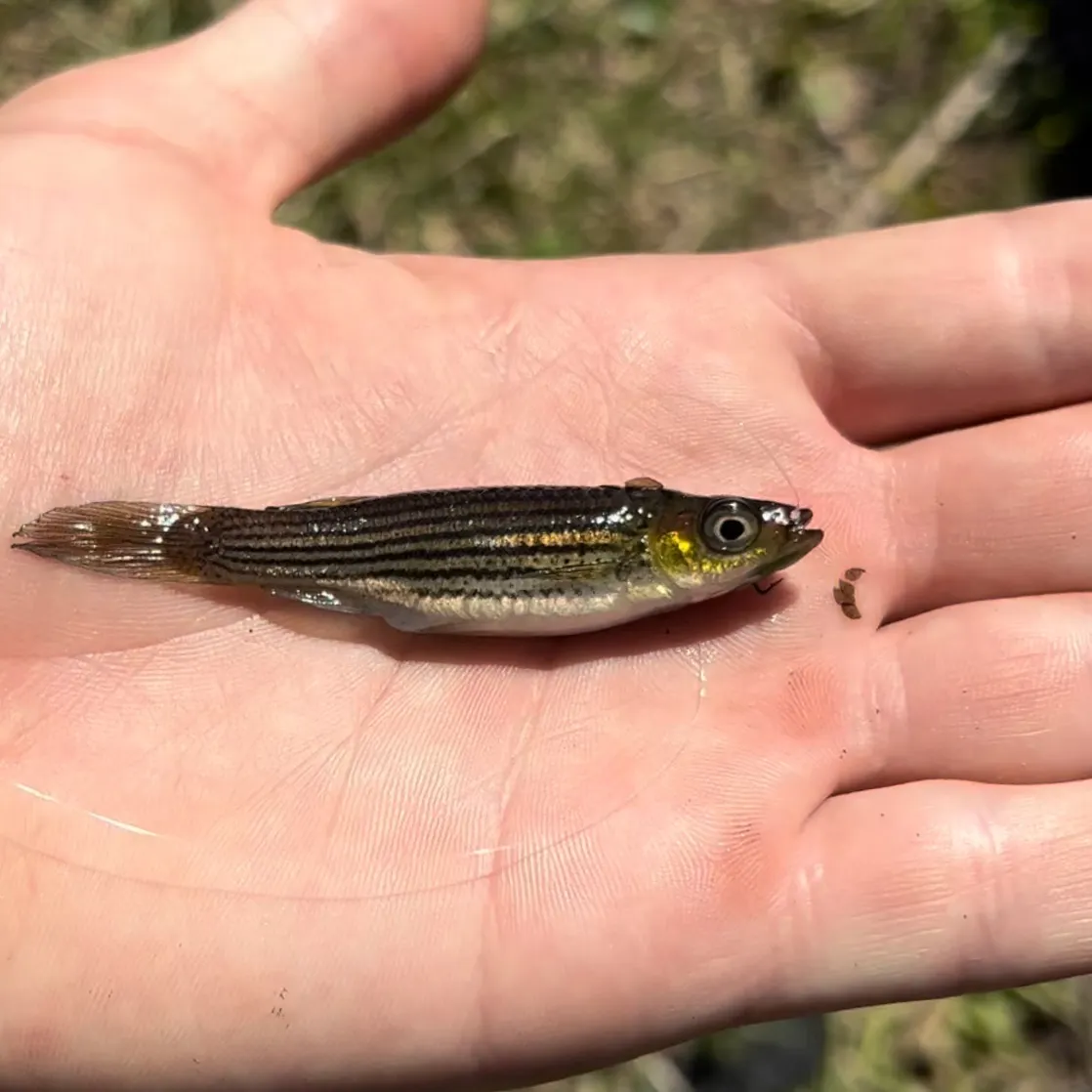 The most recent Lined topminnow catches on Fishbrain