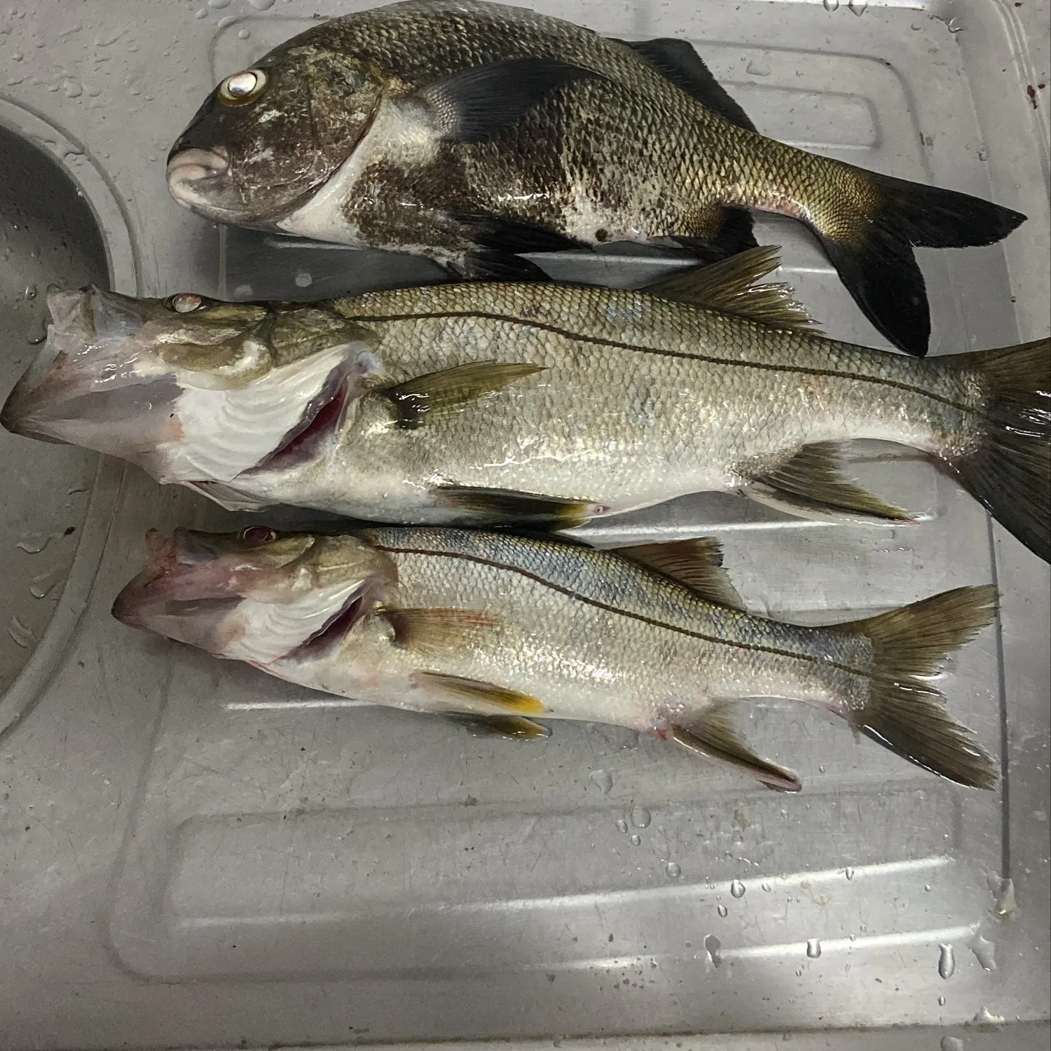 Fat snook caught on Fishbrain