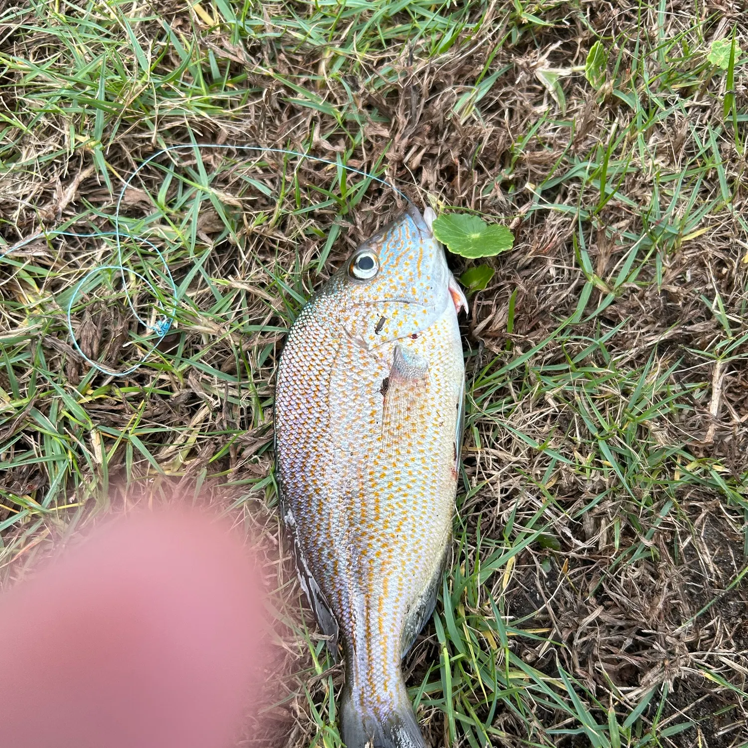 Mutton snapper caught on Fishbrain