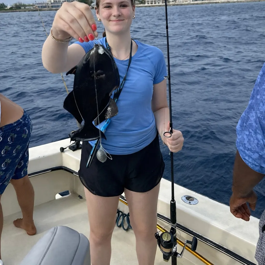The most recent Black triggerfish catches on Fishbrain