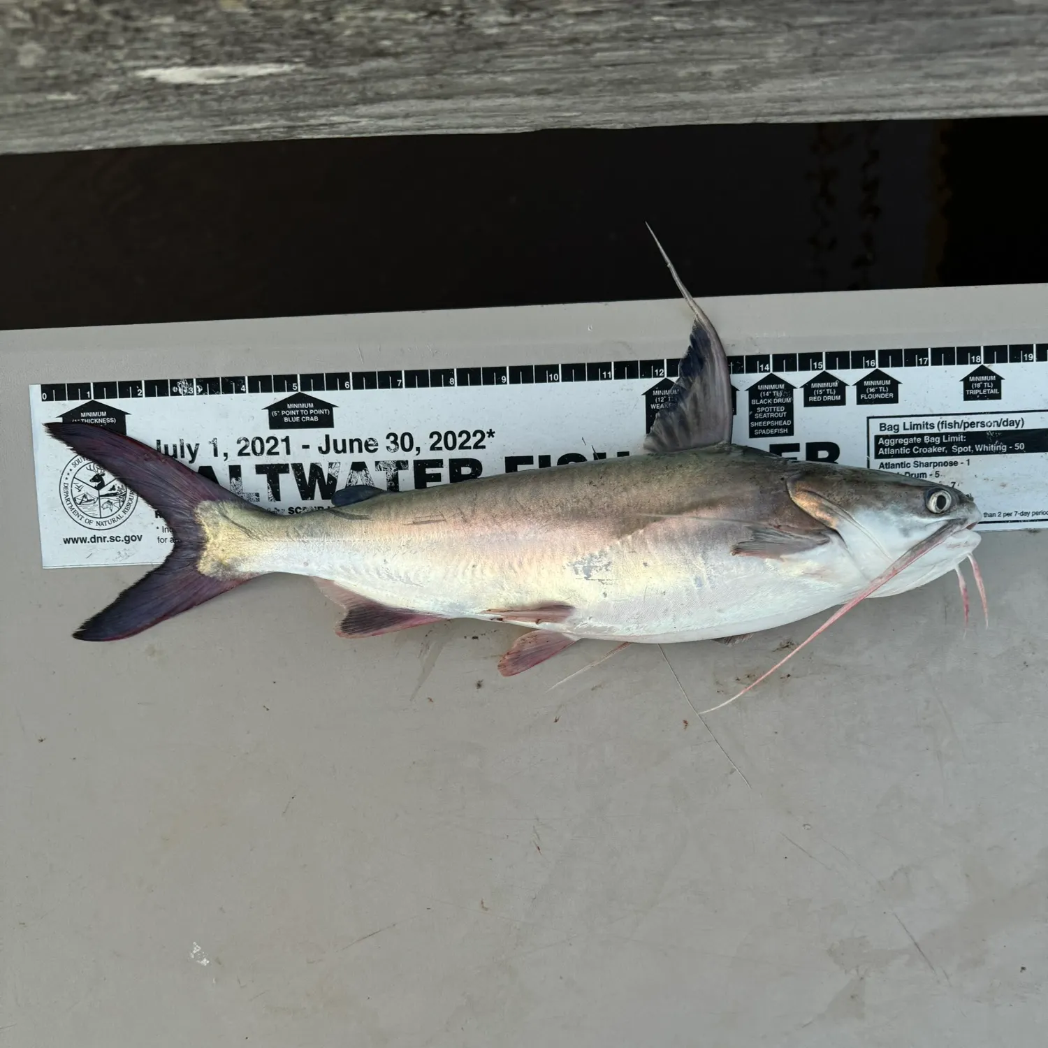 The most recent Gafftopsail sea catfish catches on Fishbrain