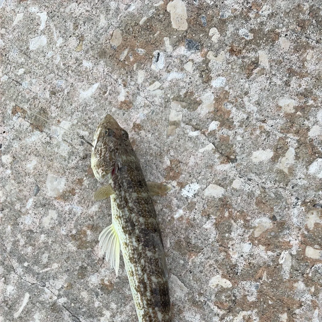 Inshore lizardfish caught on Fishbrain