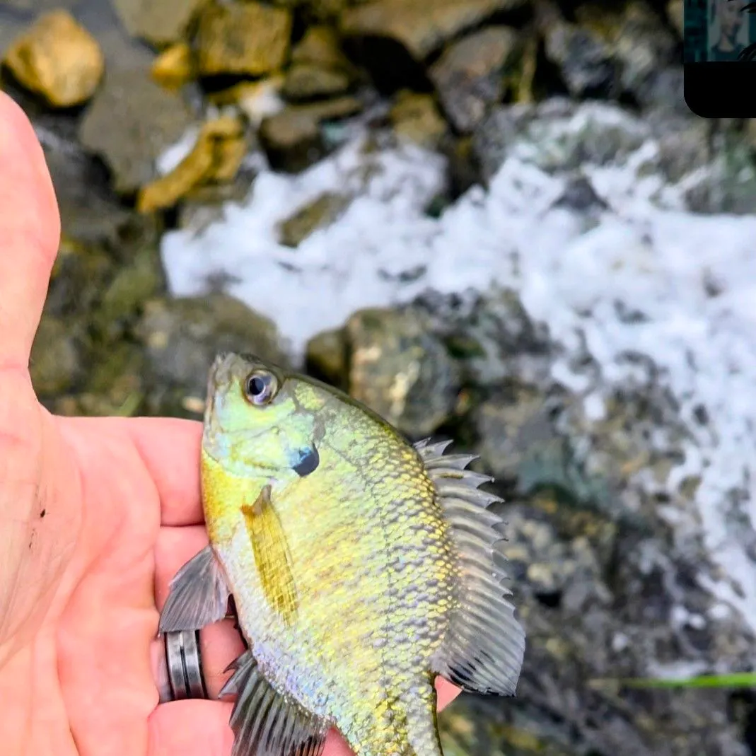 Bluegill caught on Fishbrain
