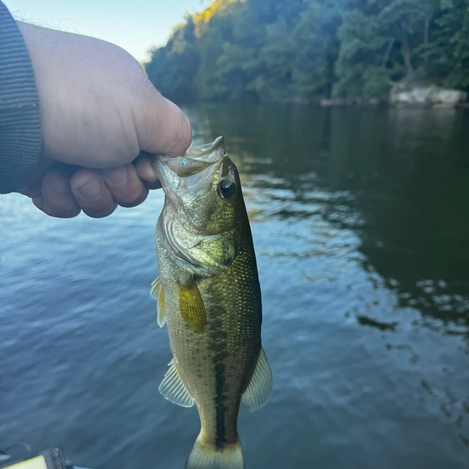 Smallmouth bass caught on Fishbrain