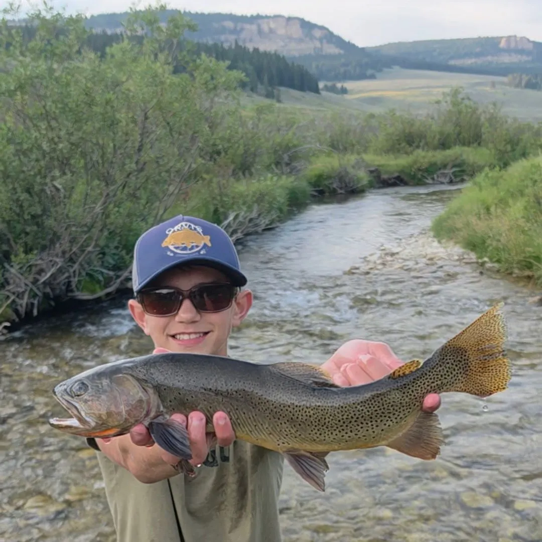 Cutthroat trout caught on Fishbrain