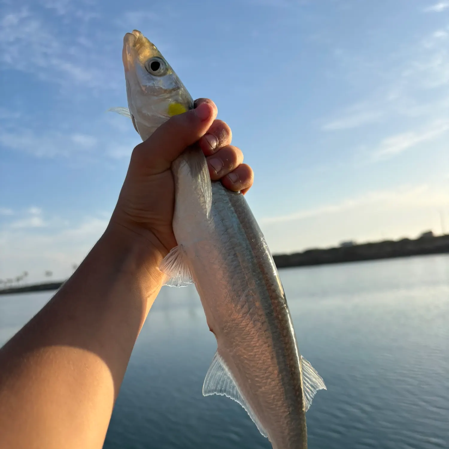 The most recent Jack silverside catches on Fishbrain