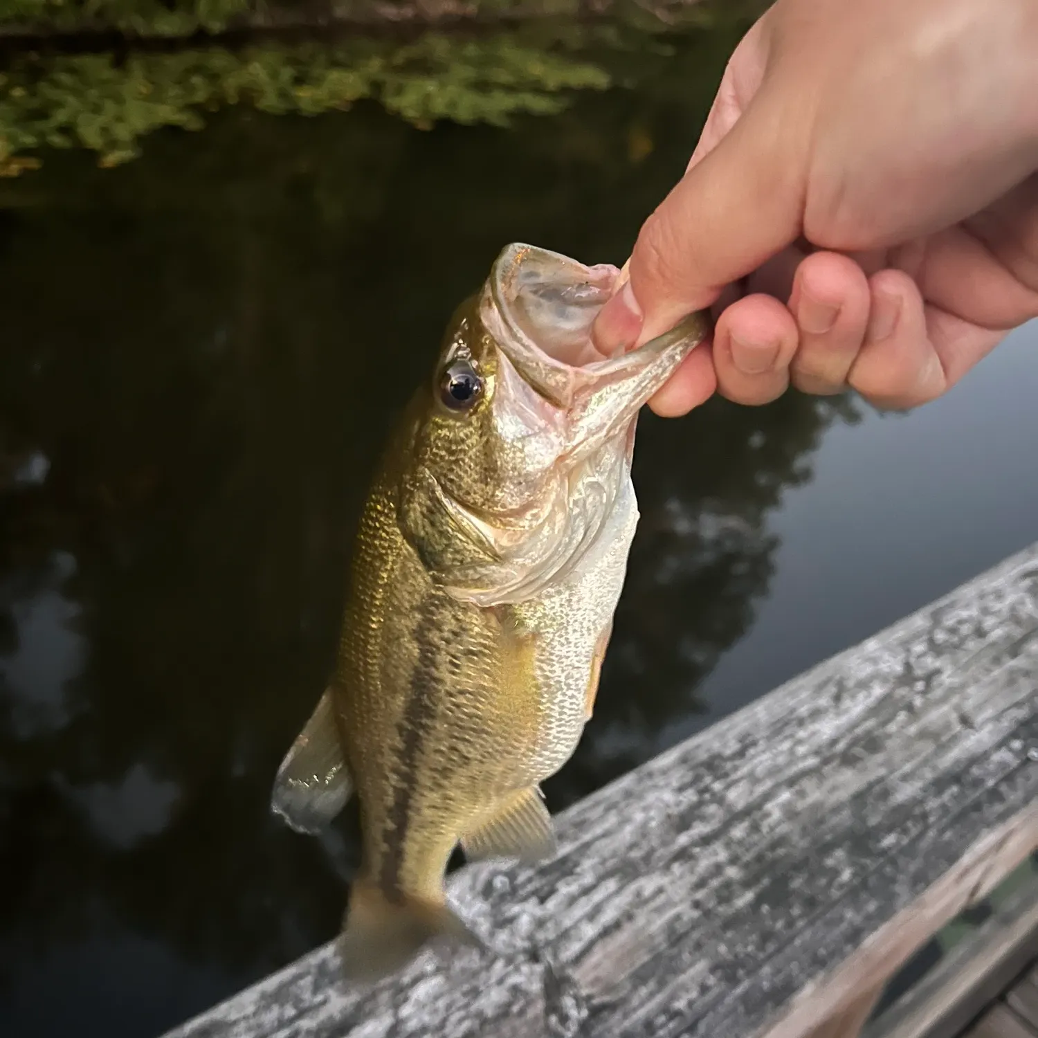 Largemouth bass caught on Fishbrain
