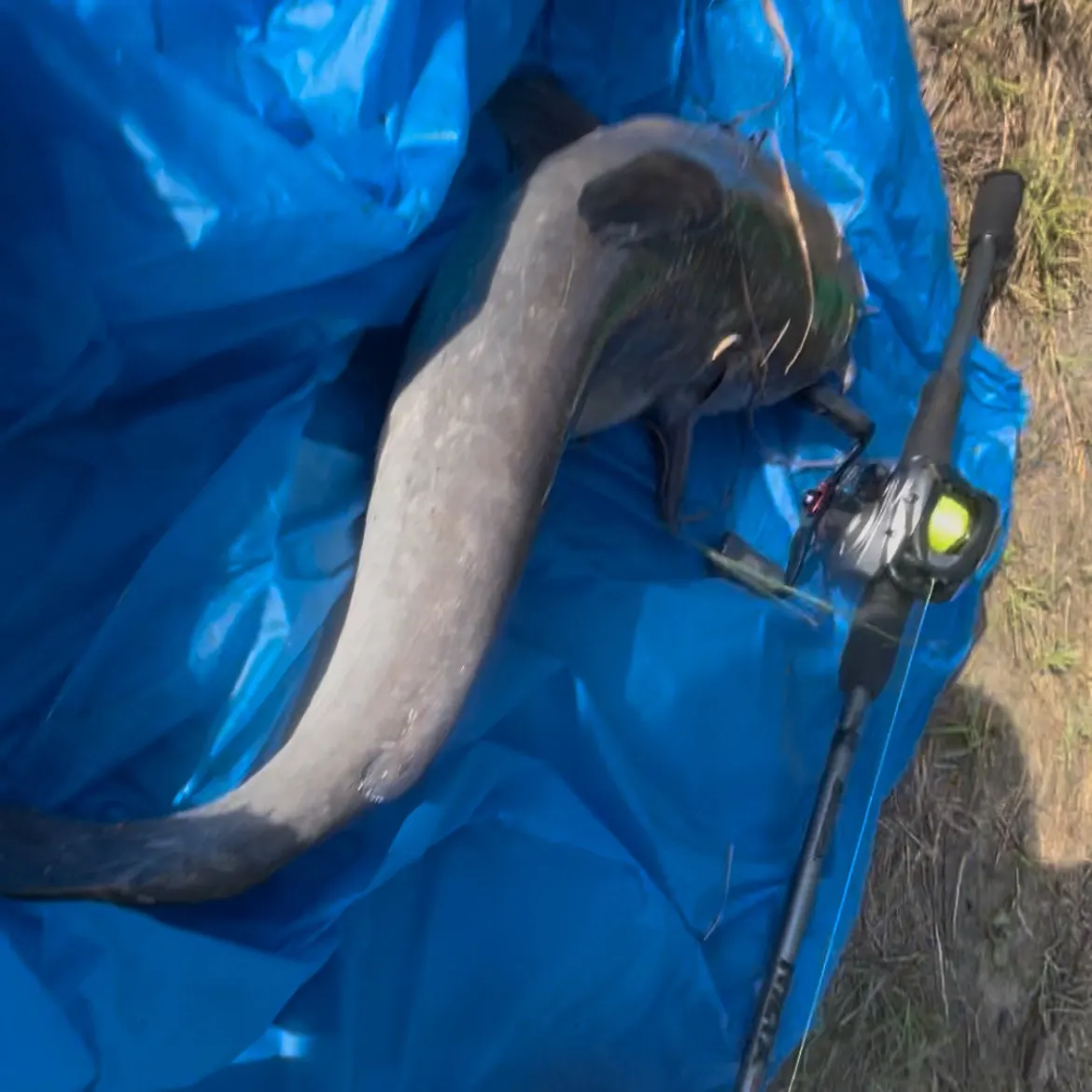 Channel catfish caught on Fishbrain