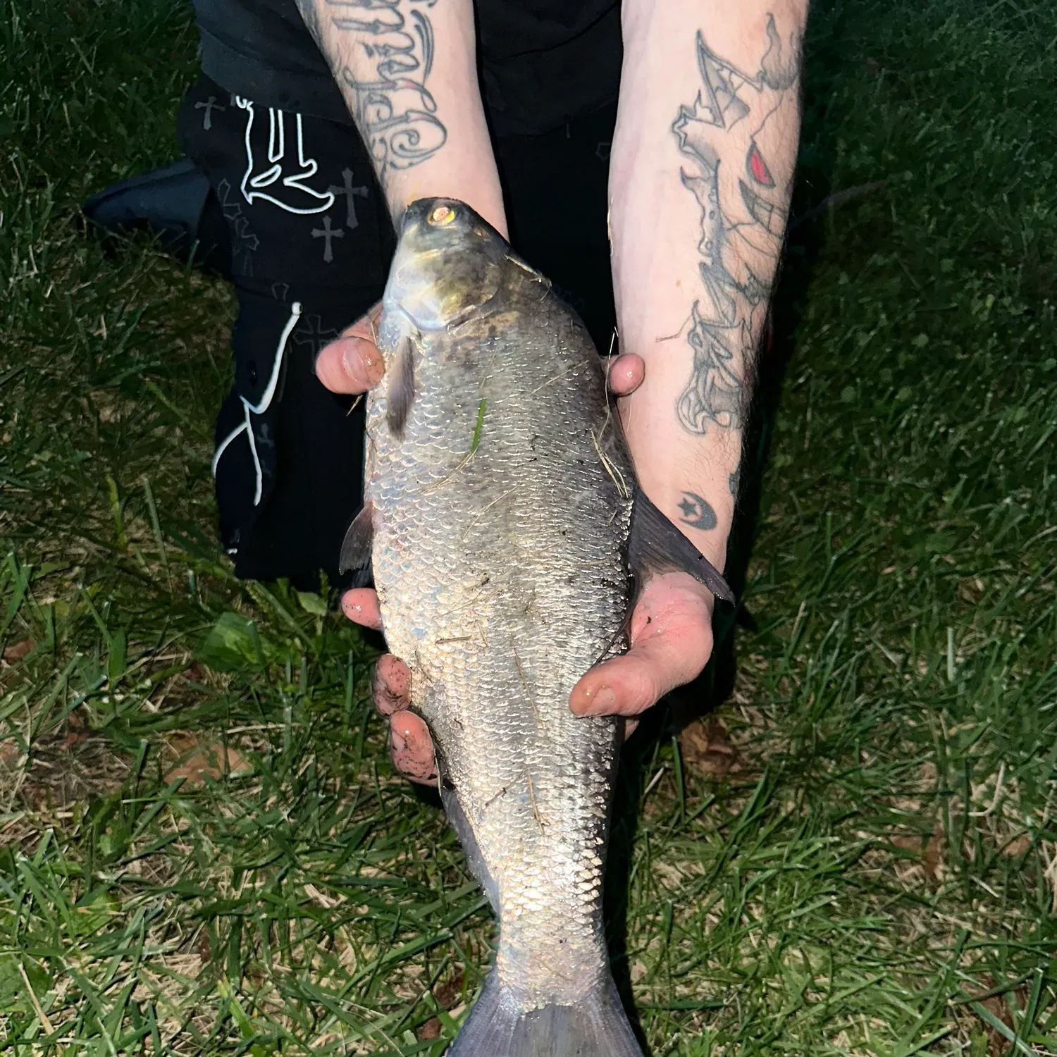American shad caught on Fishbrain
